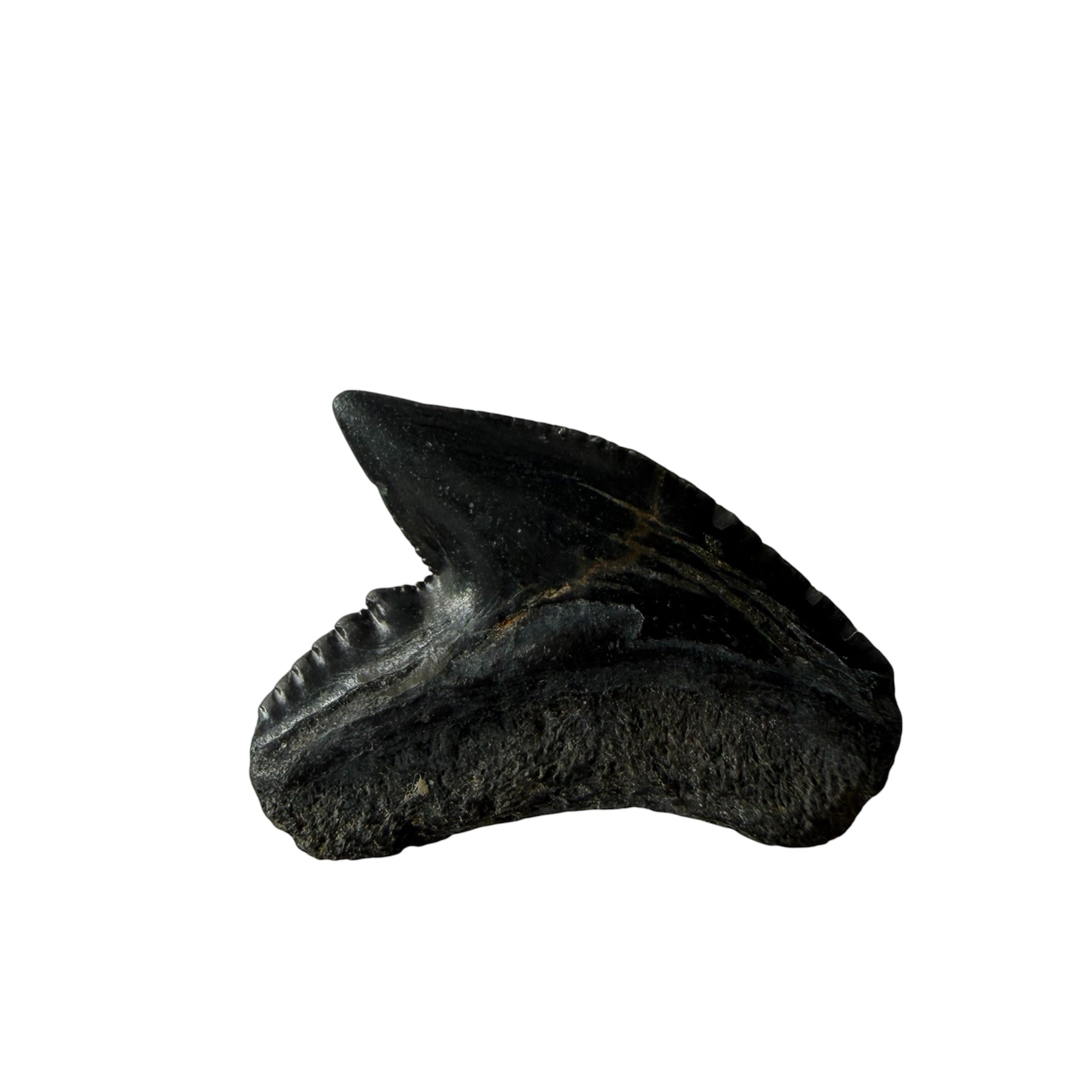 Random Tiger Shark Teeth