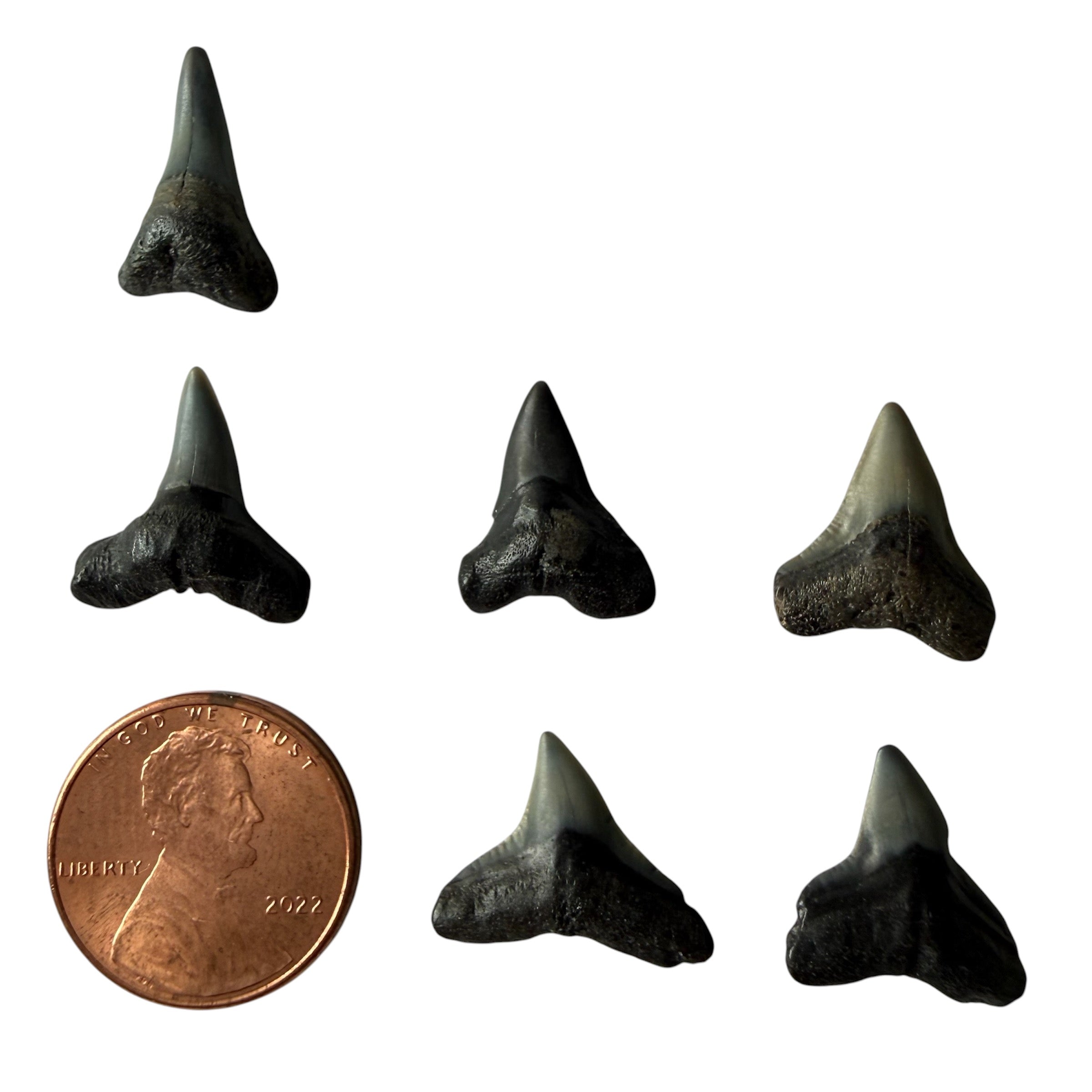 RANDOM Lucky Shark Tooth