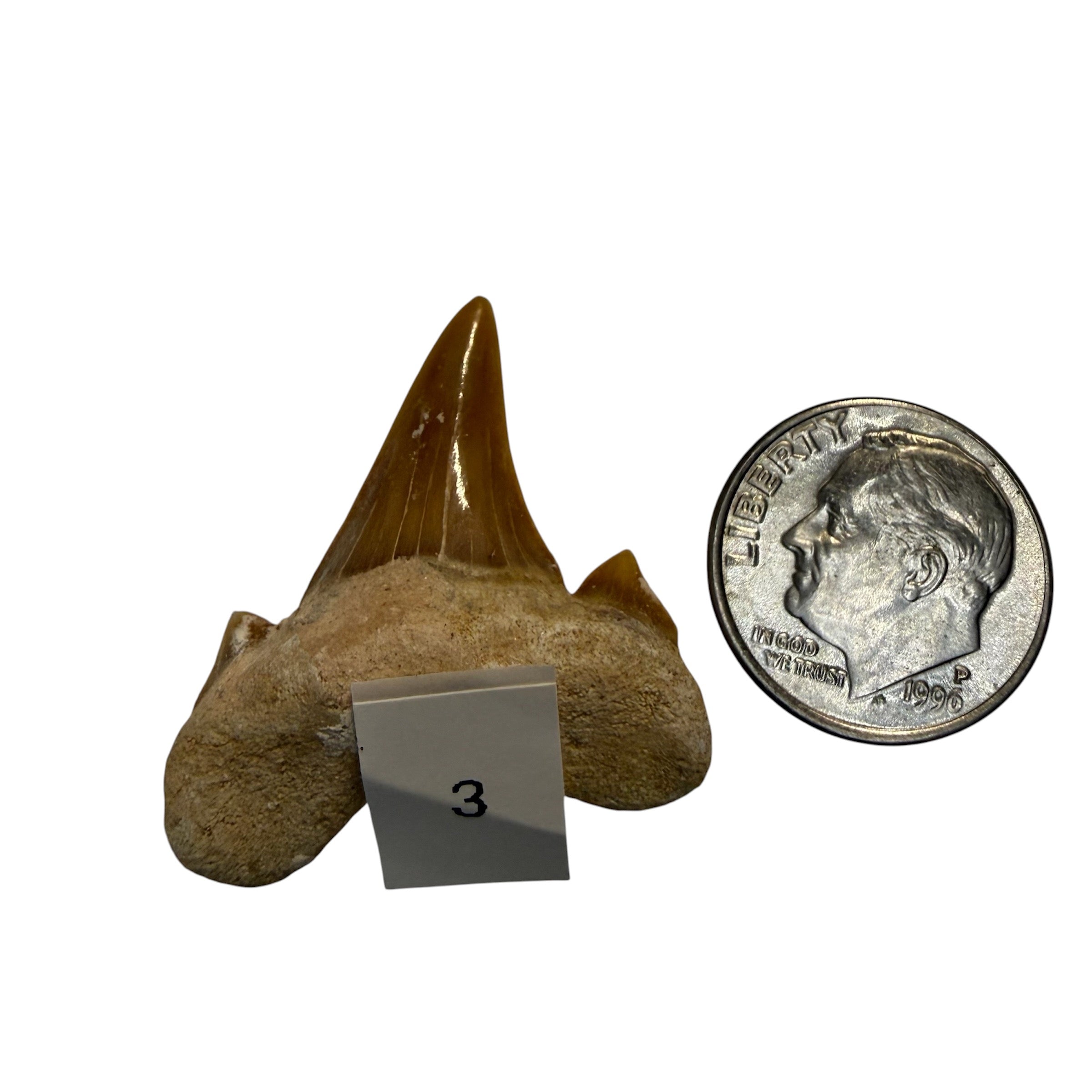 Moroccan Great White Shark teeth