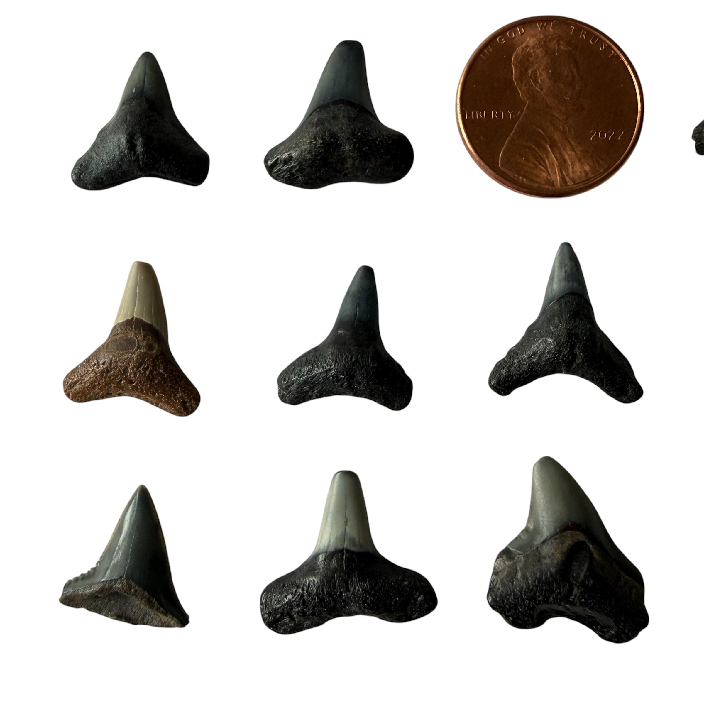RANDOM Lucky Shark Tooth
