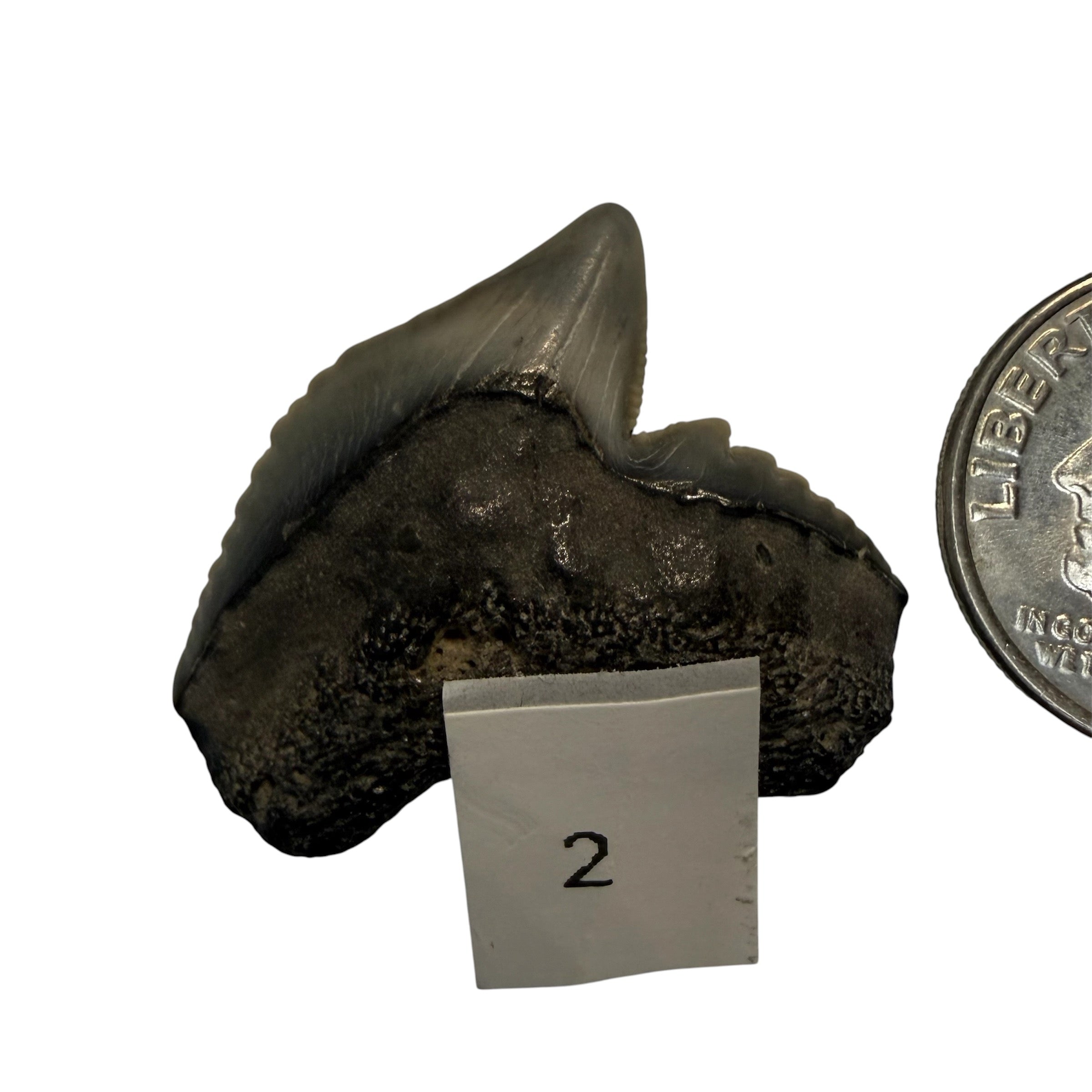 Tiger Shark Teeth