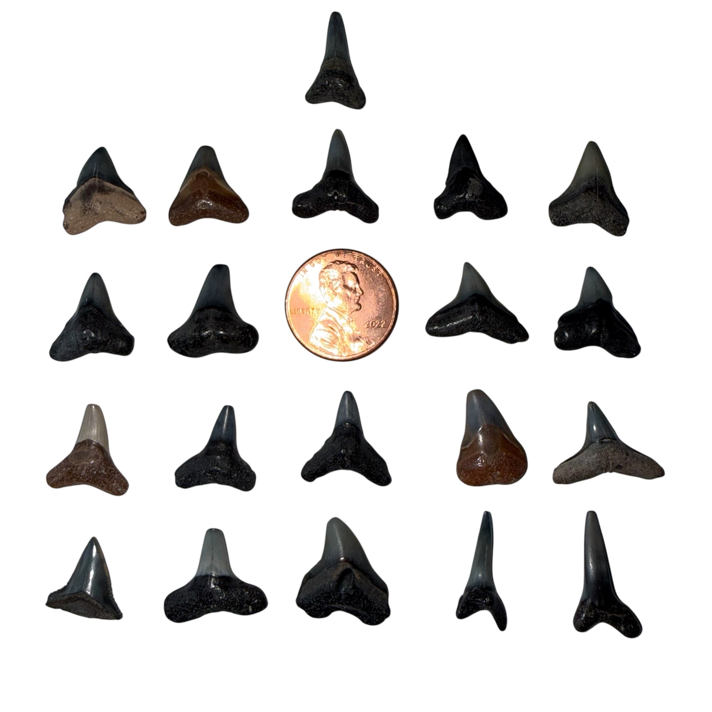 RANDOM Lucky Shark Tooth