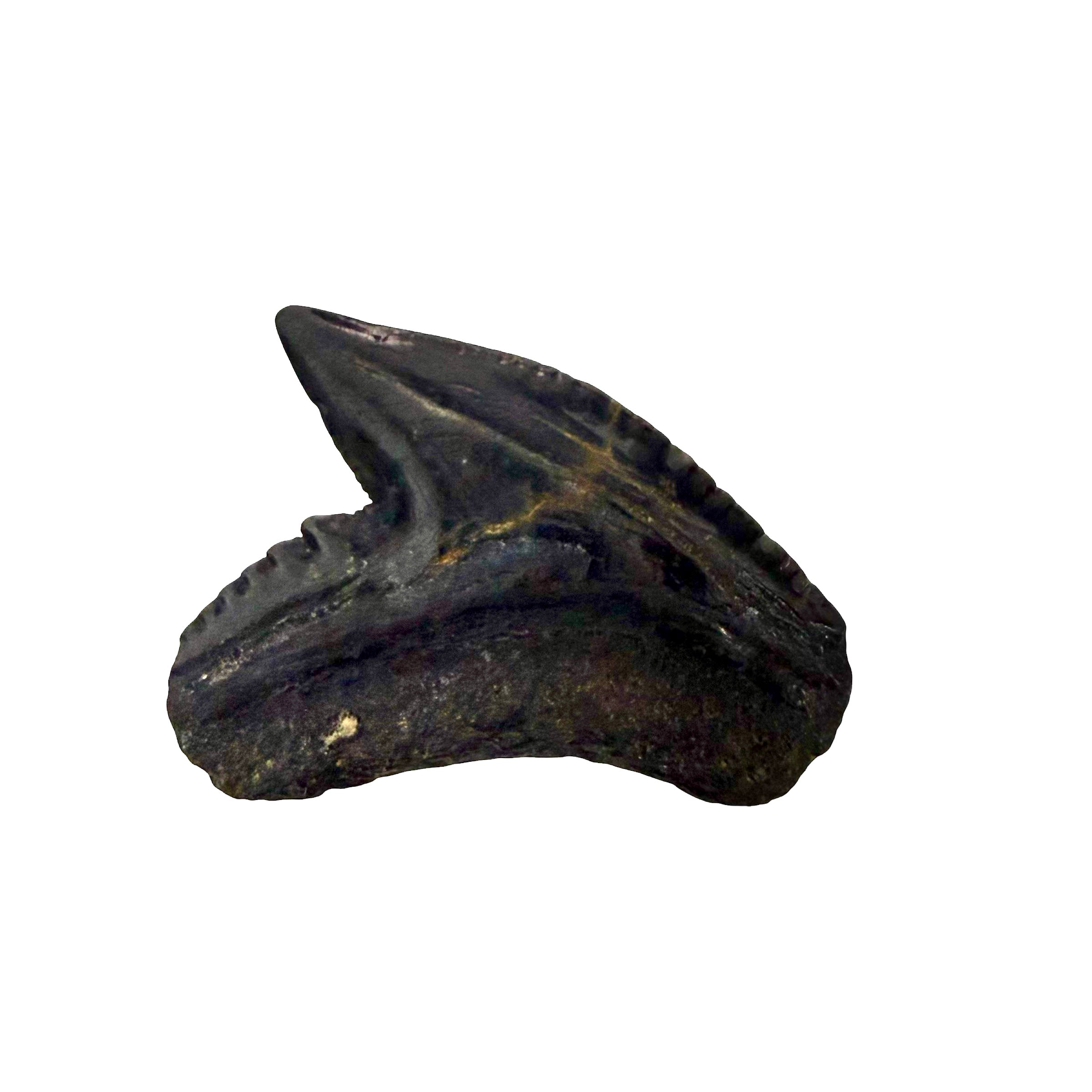 Tiger Shark Teeth
