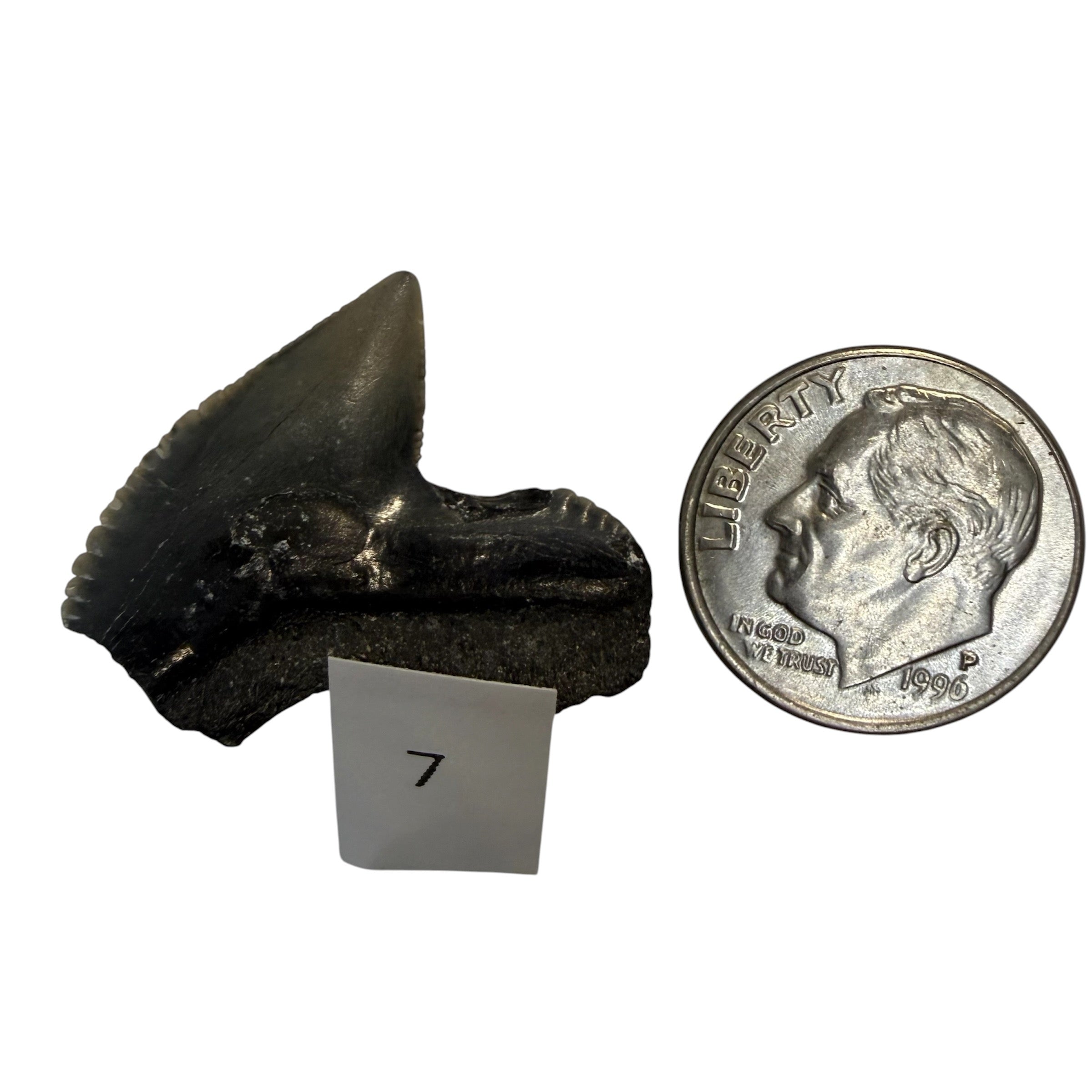 Tiger Shark Teeth
