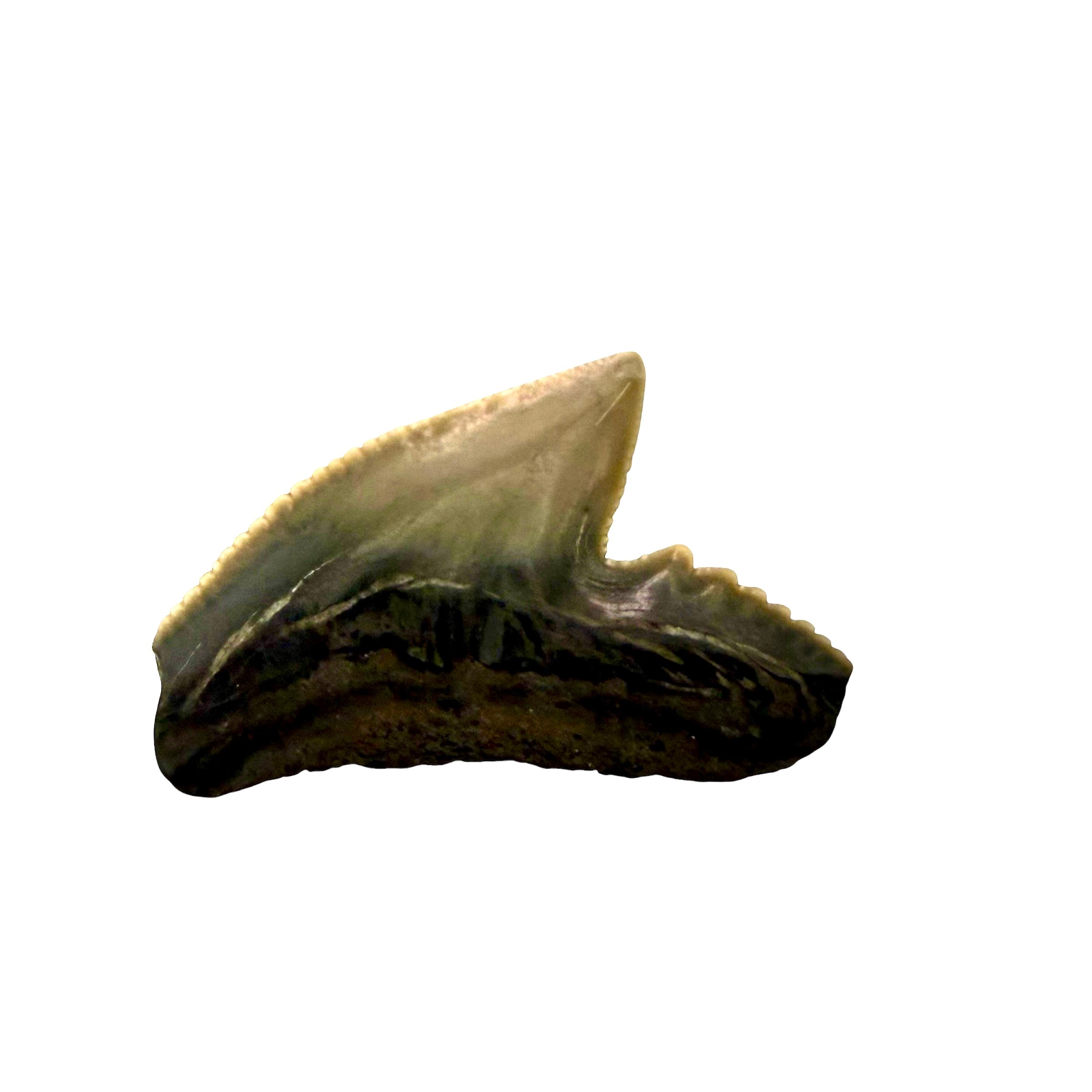 Tiger Shark Teeth