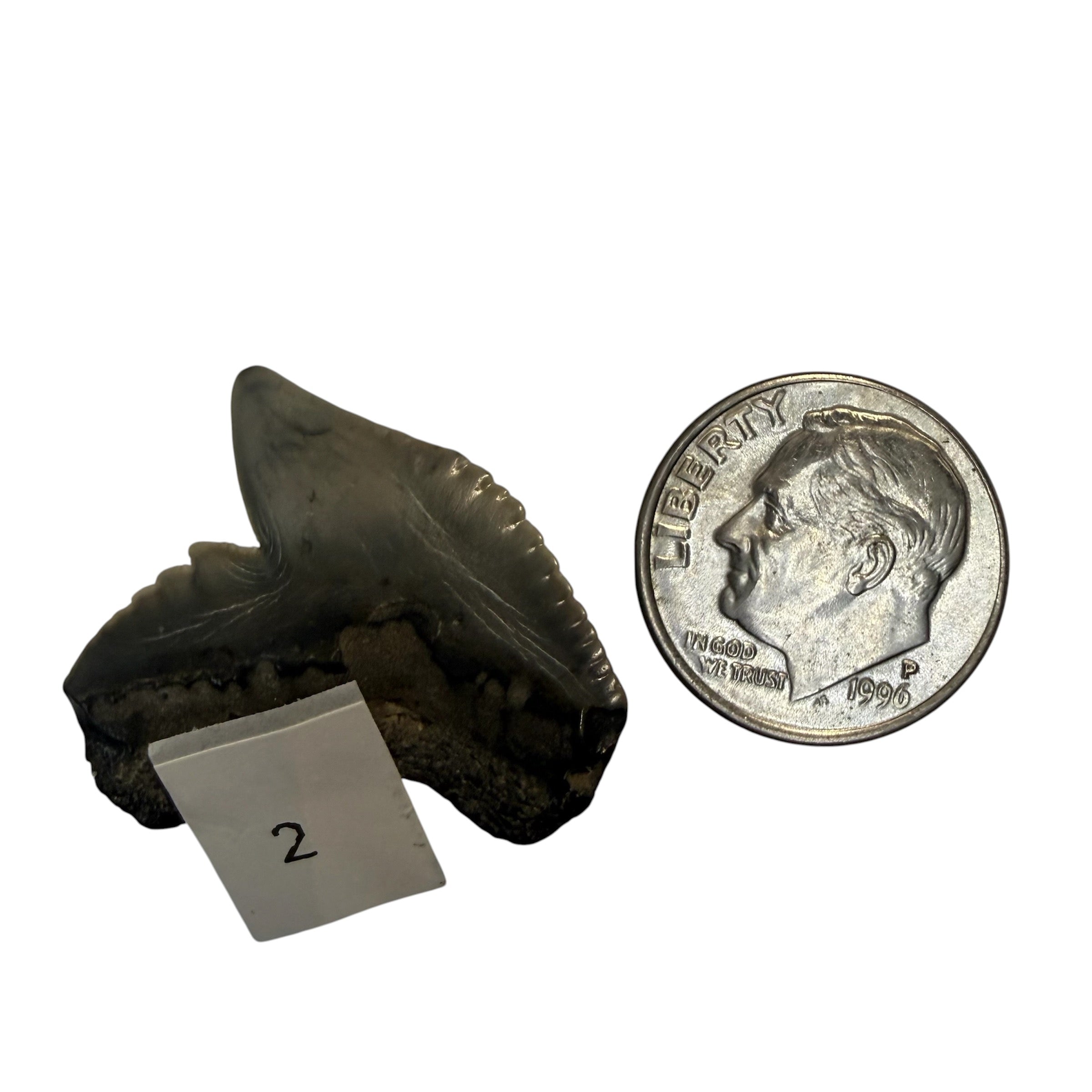 Tiger Shark Teeth