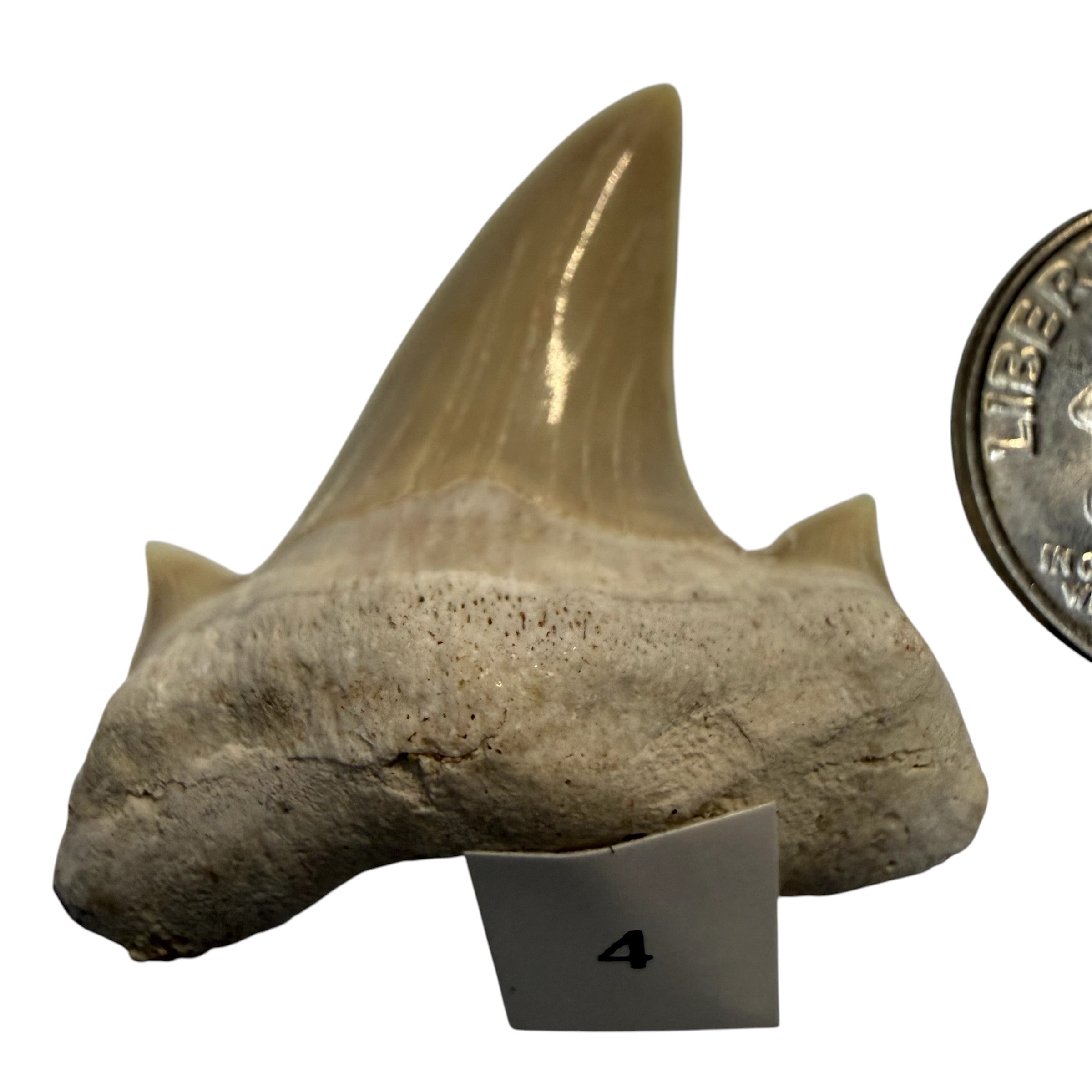 Moroccan Great White Shark teeth