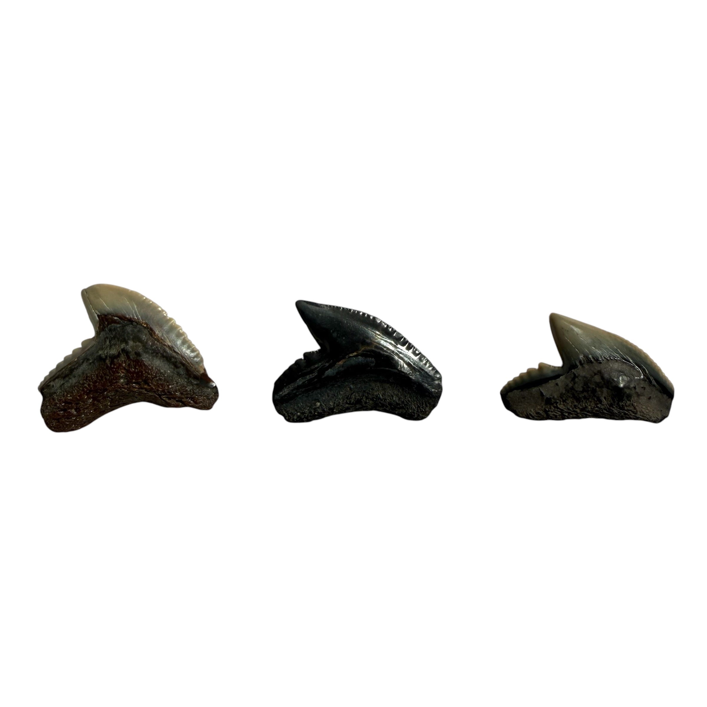 Random Tiger Shark Teeth