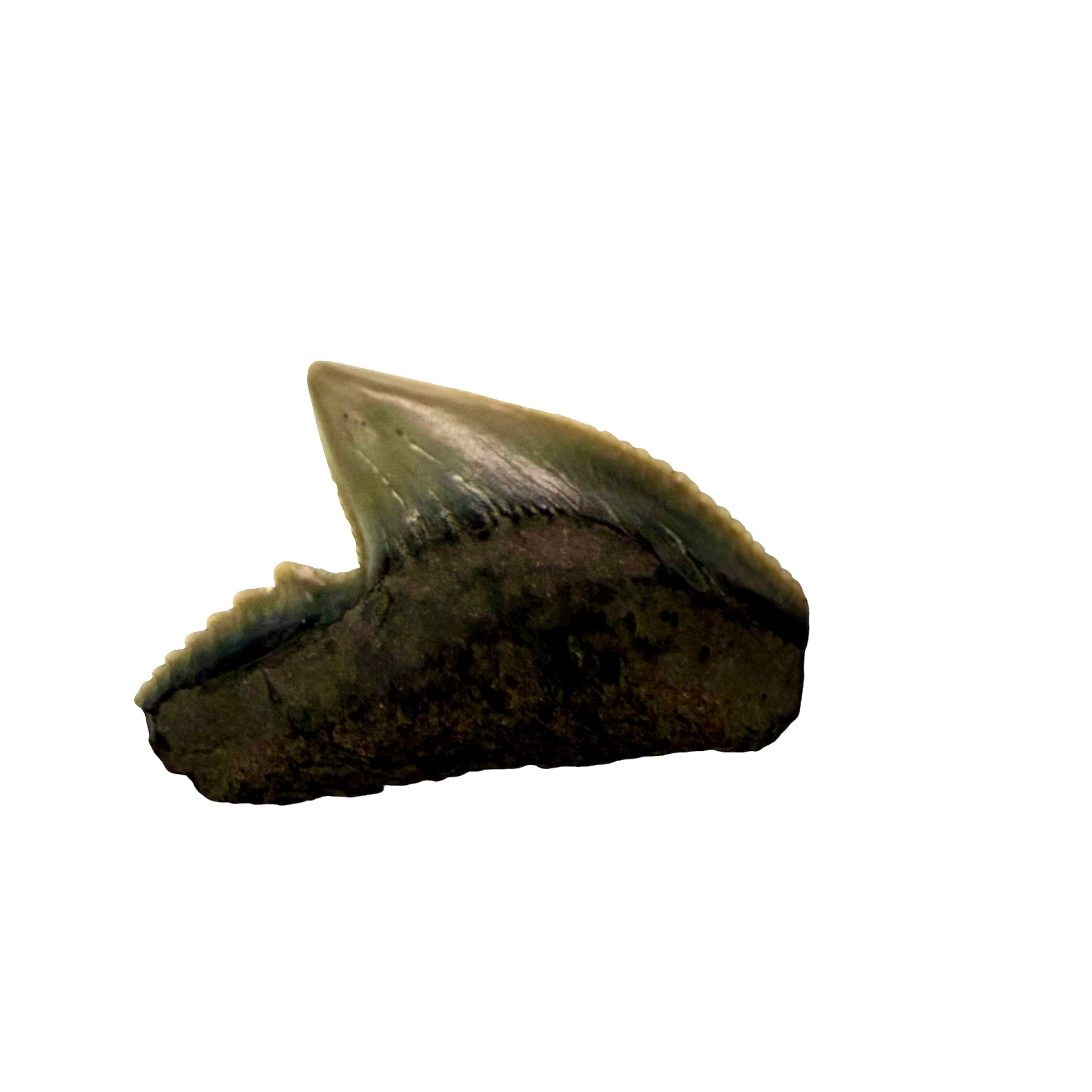 Tiger Shark Teeth
