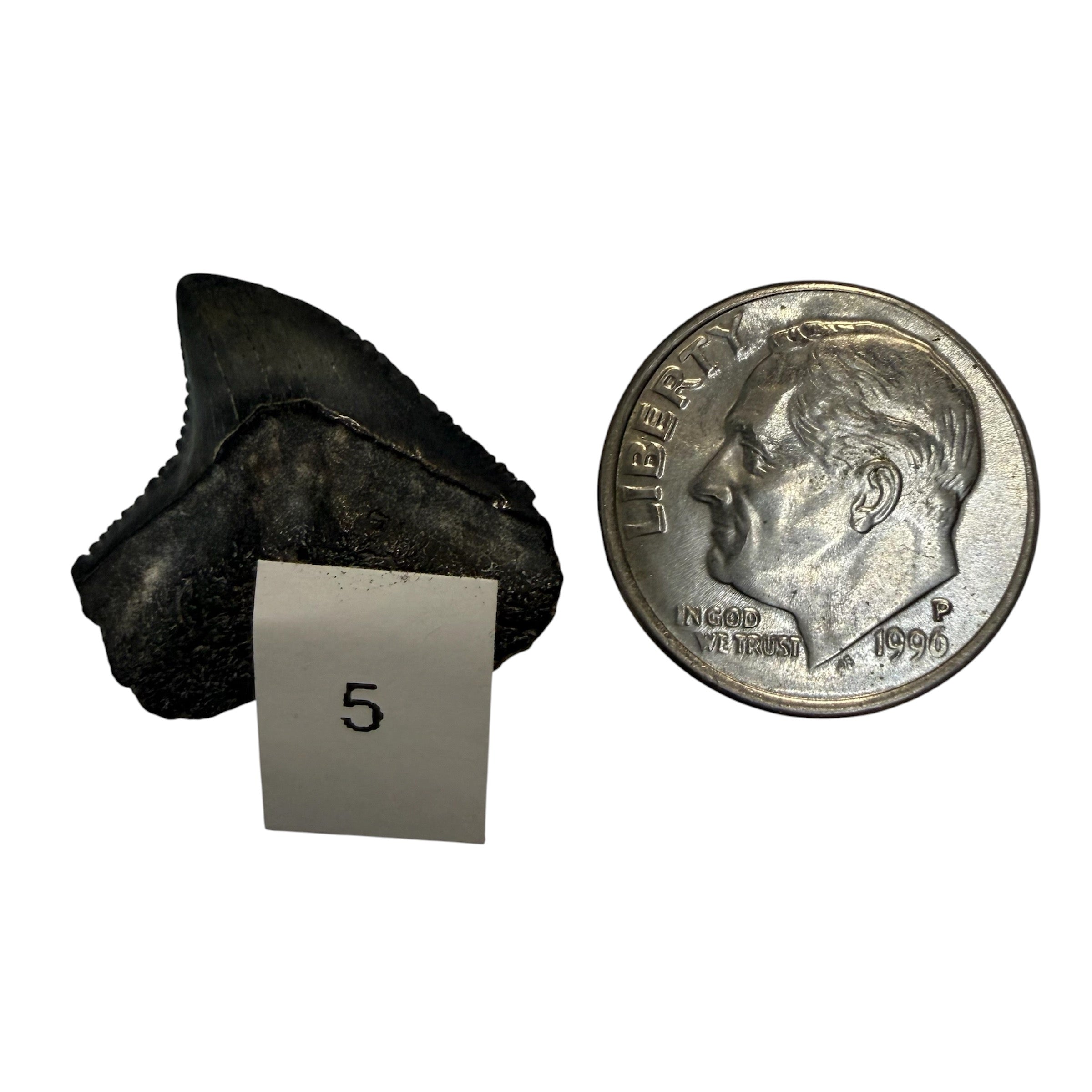 Tiger Shark Teeth
