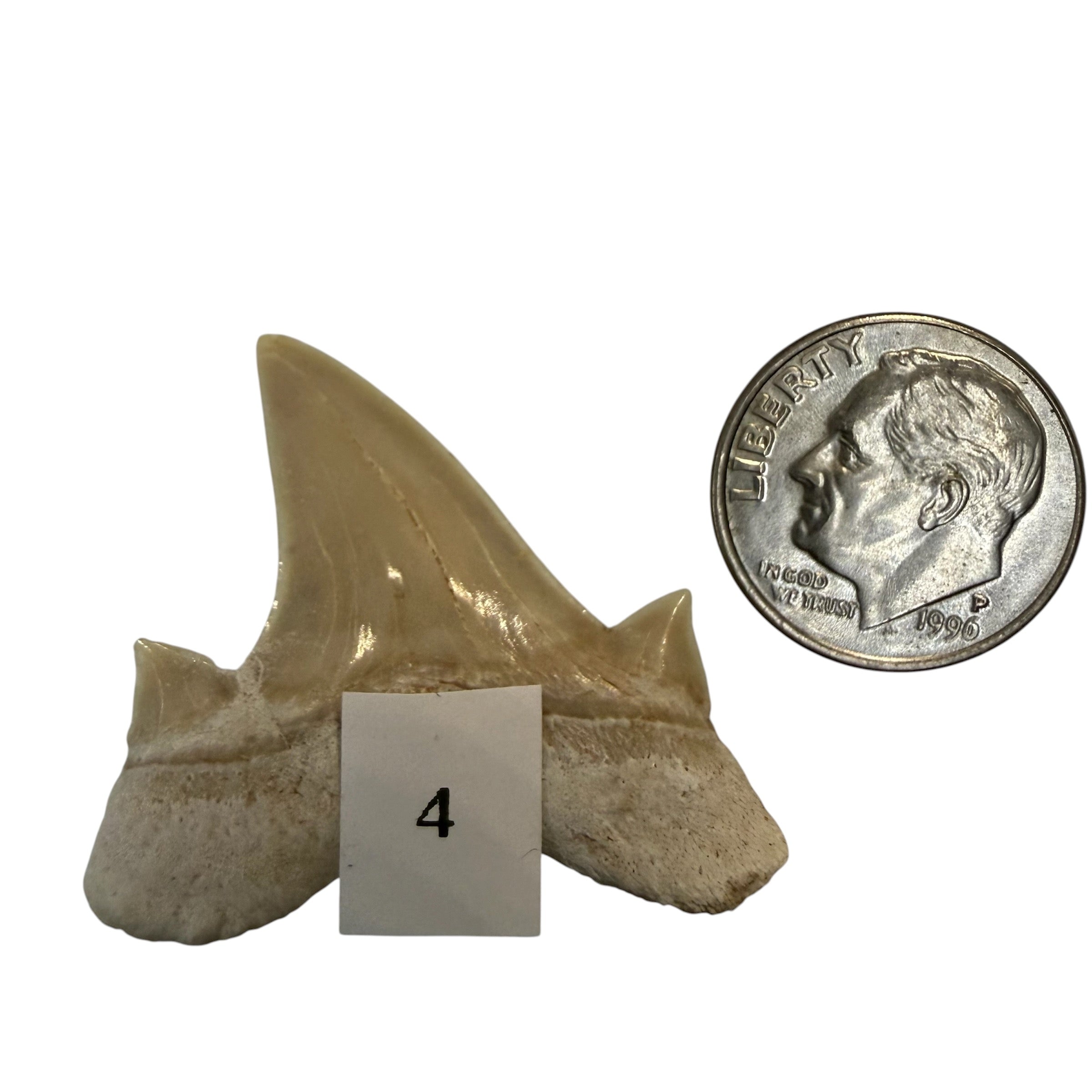 Moroccan Great White Shark teeth