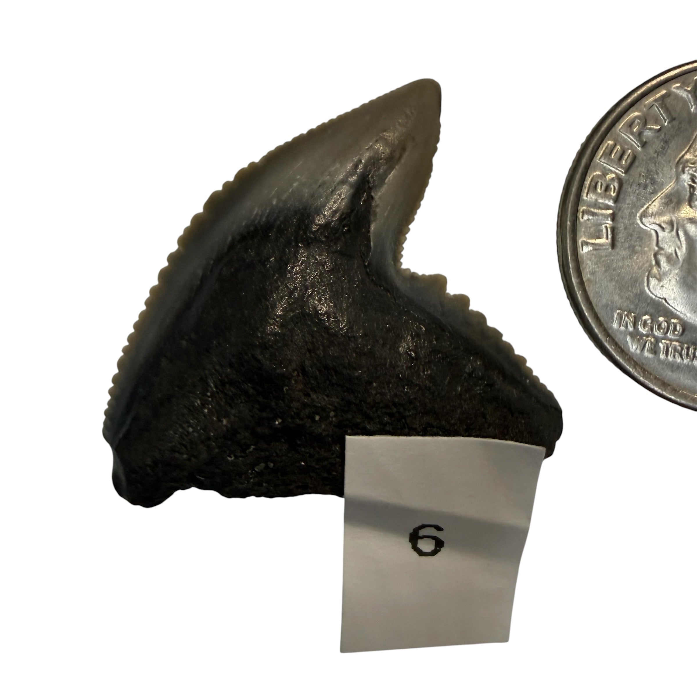 Tiger Shark Teeth