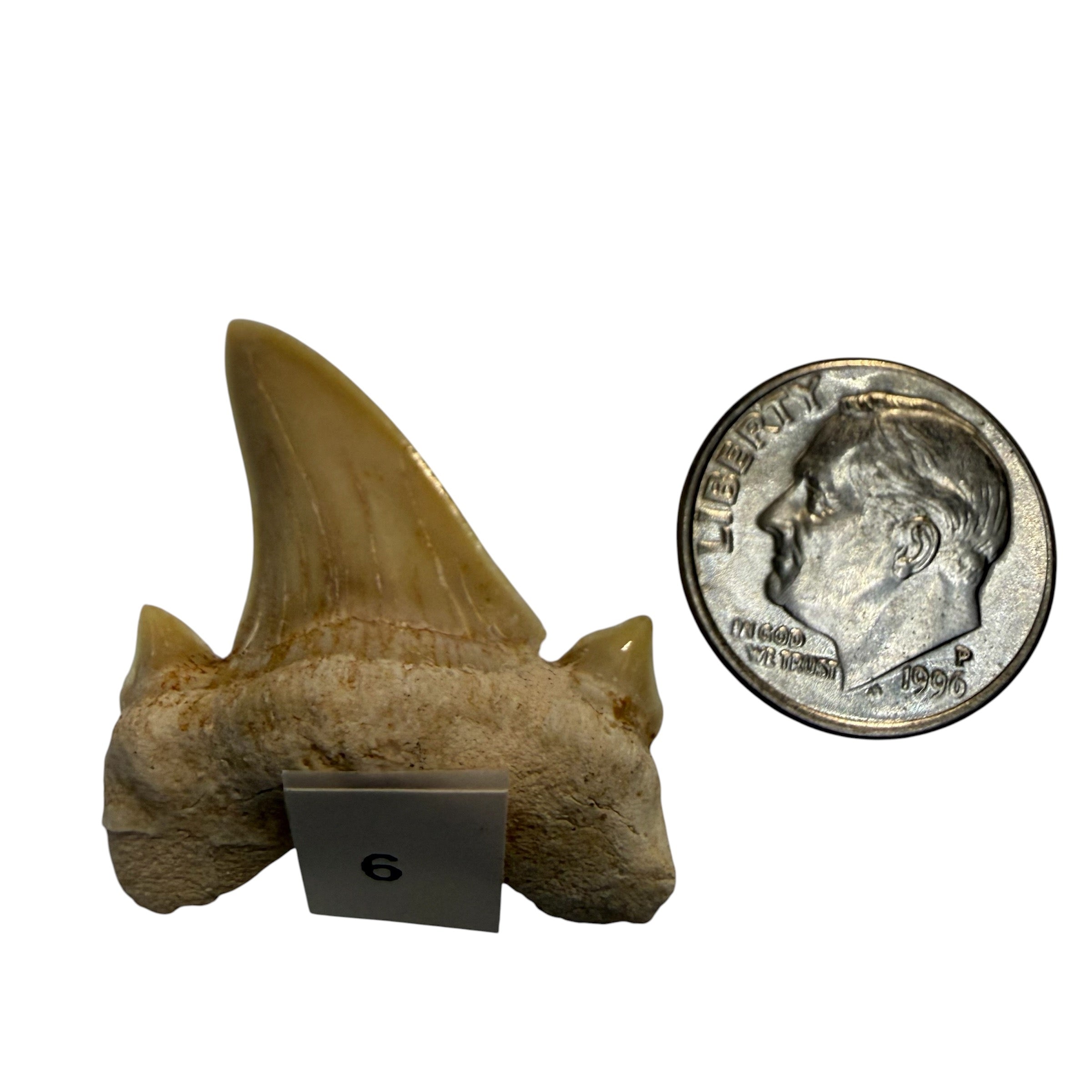 Moroccan Great White Shark teeth