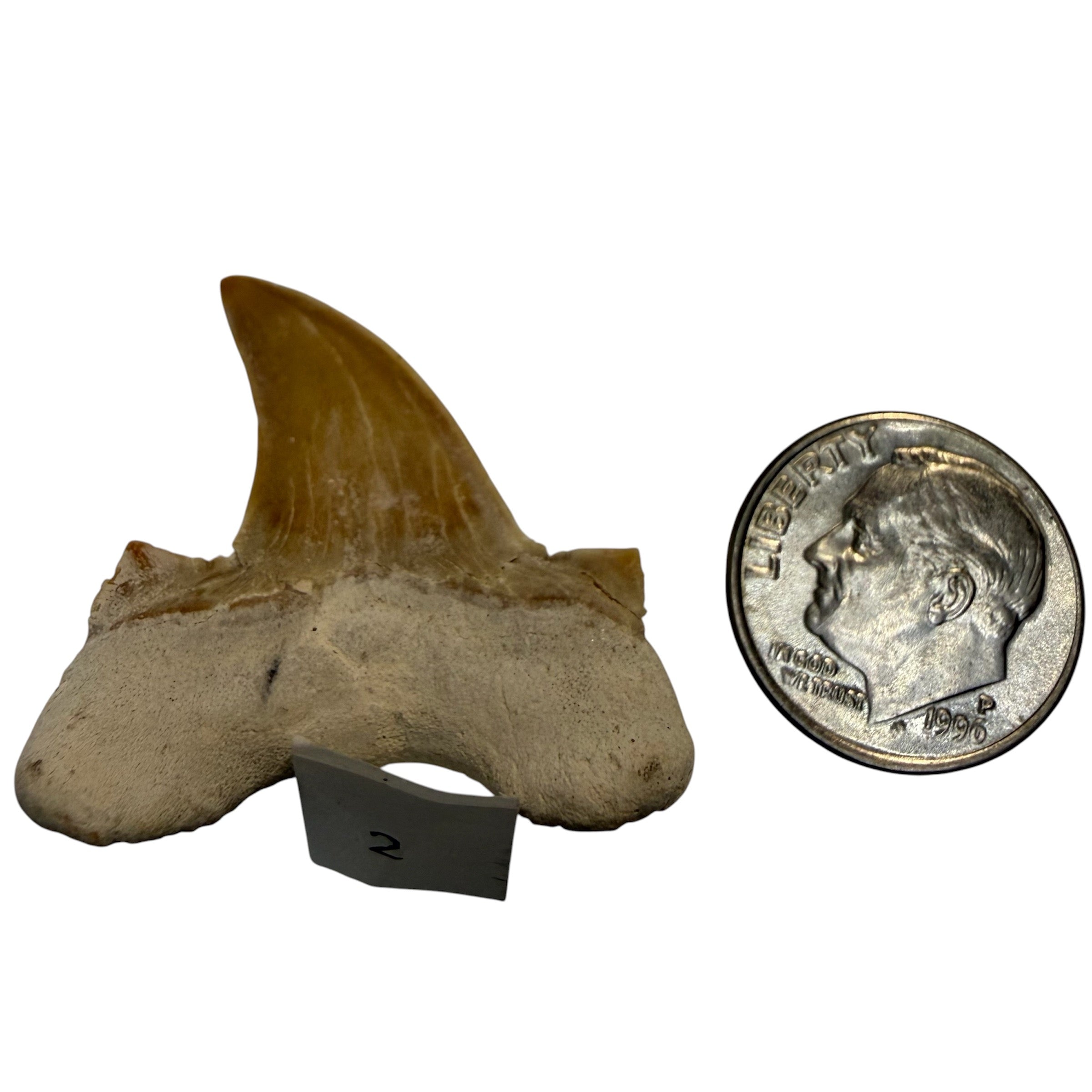 Moroccan Great White Shark teeth