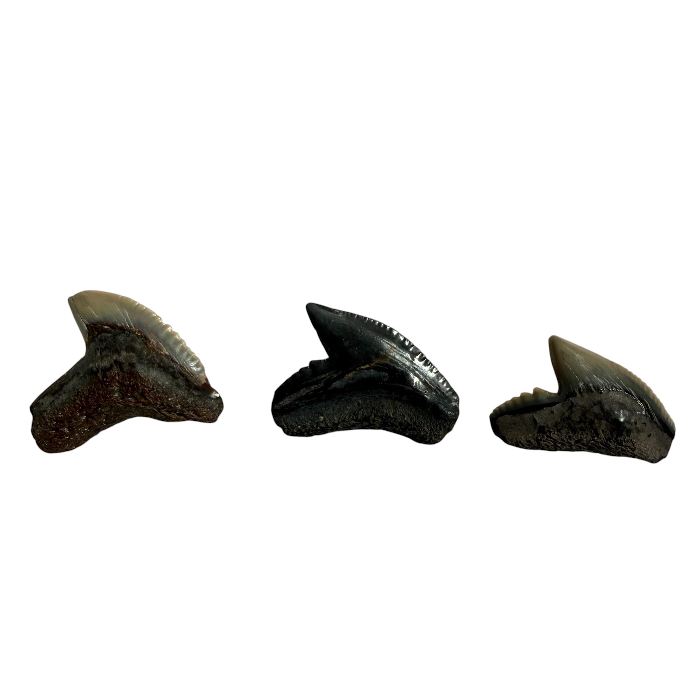 Random Tiger Shark Teeth