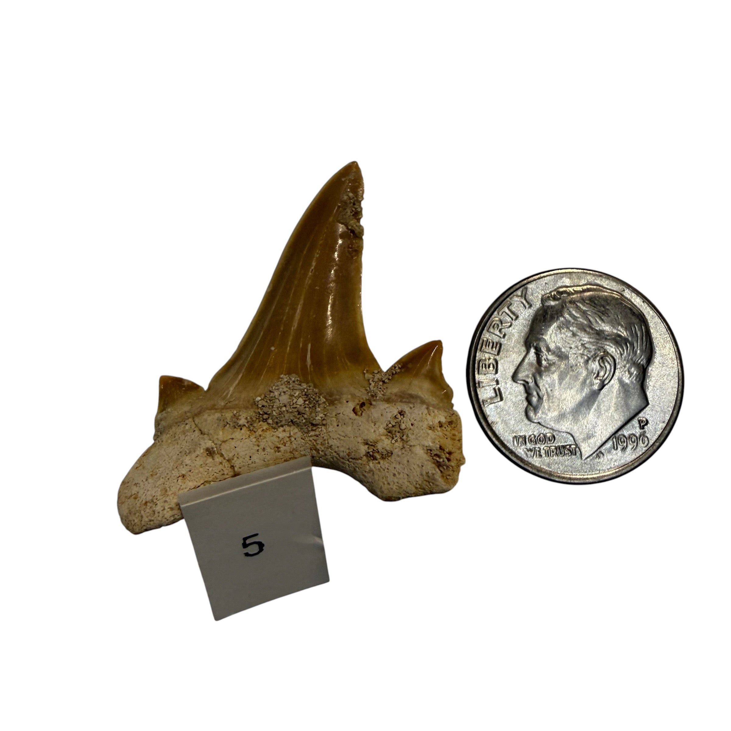 Moroccan Great White Shark teeth