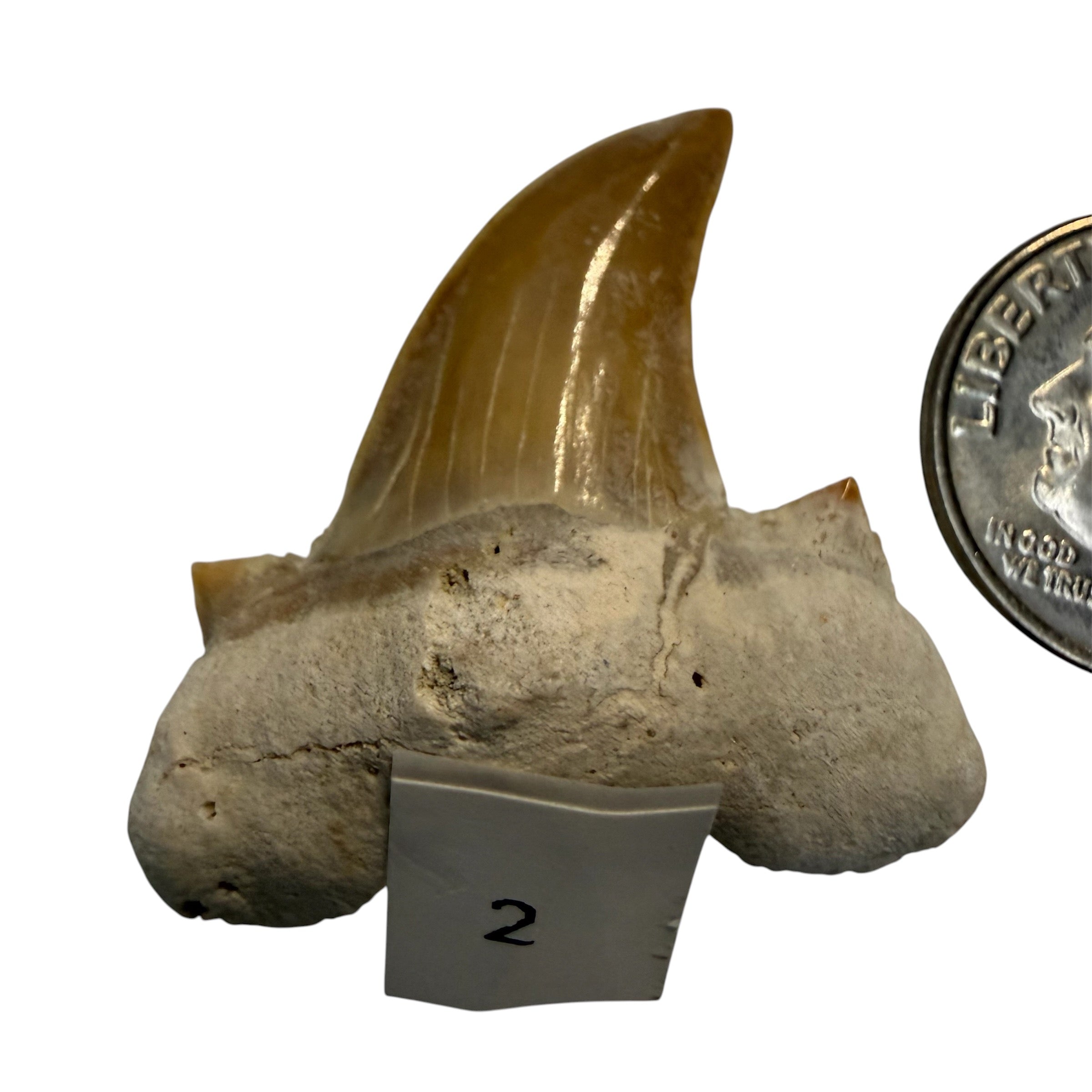 Moroccan Great White Shark teeth