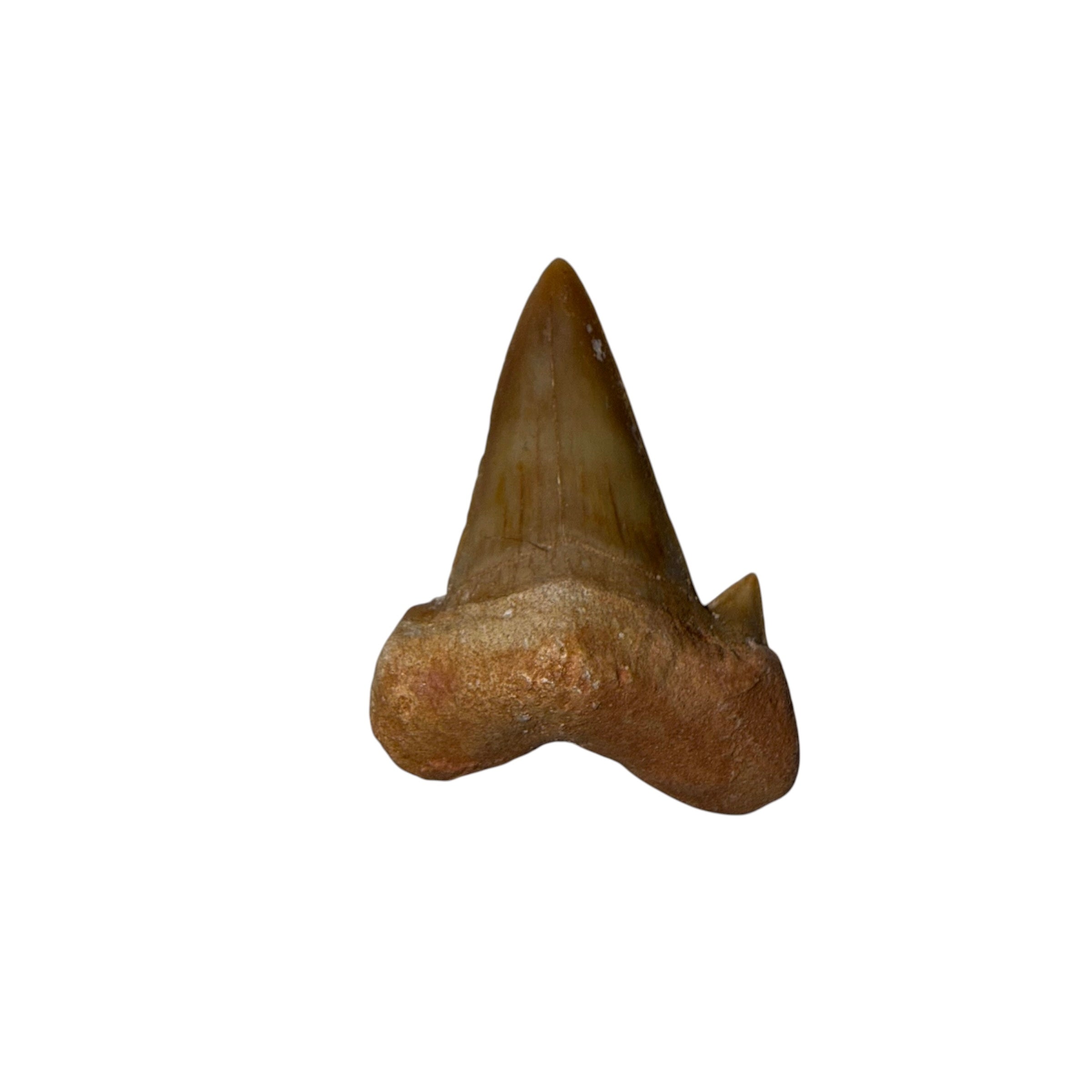 Moroccan Great White Shark tooth