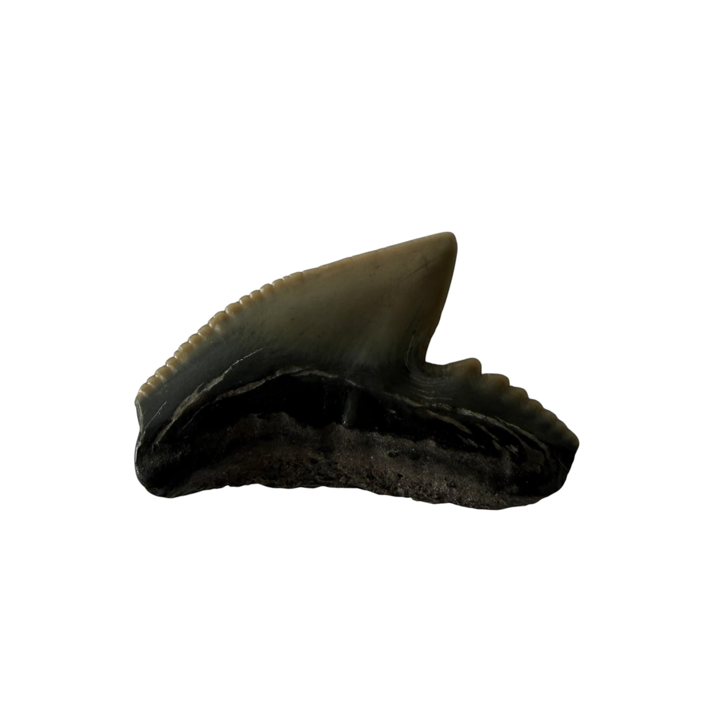 Random Tiger Shark Teeth