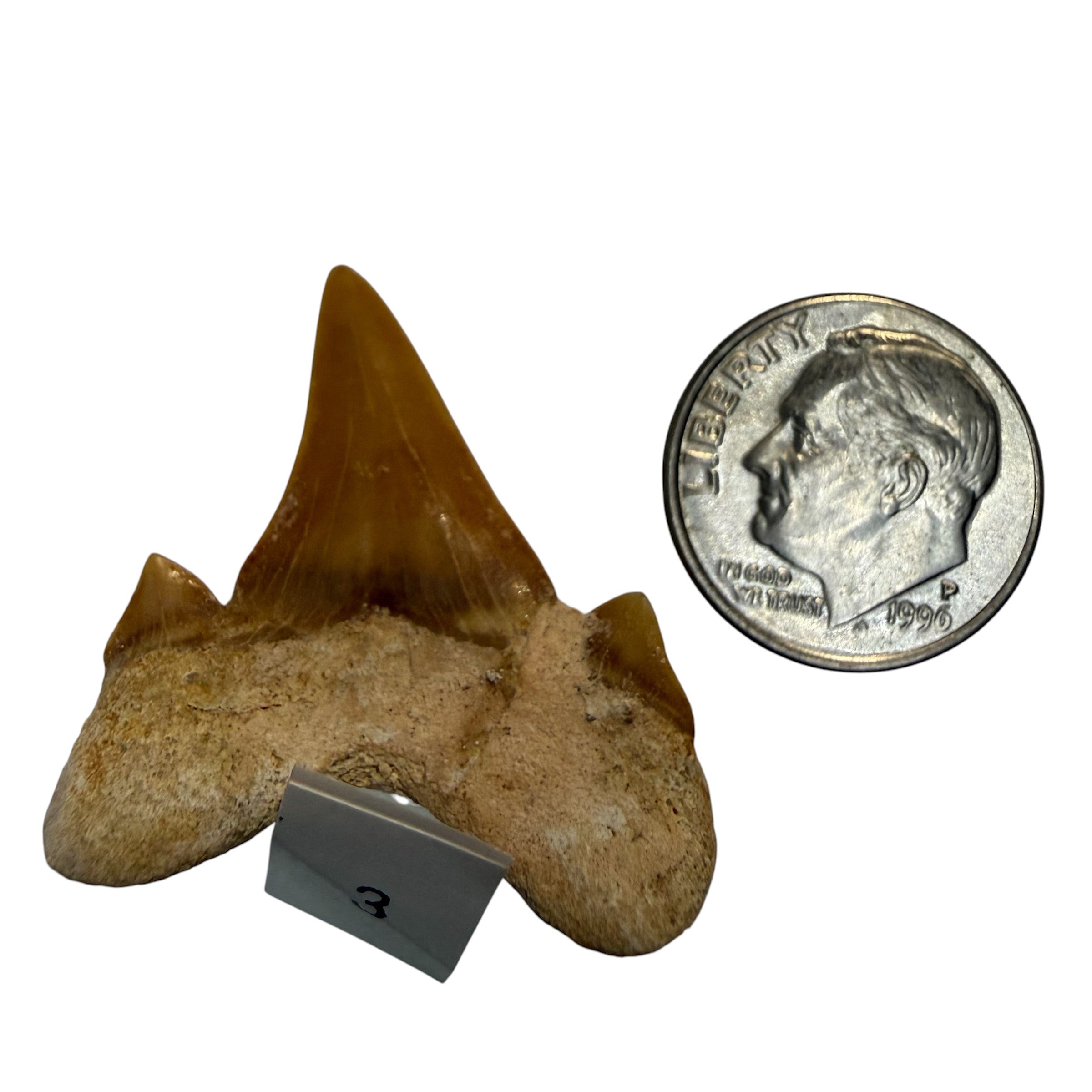 Moroccan Great White Shark teeth