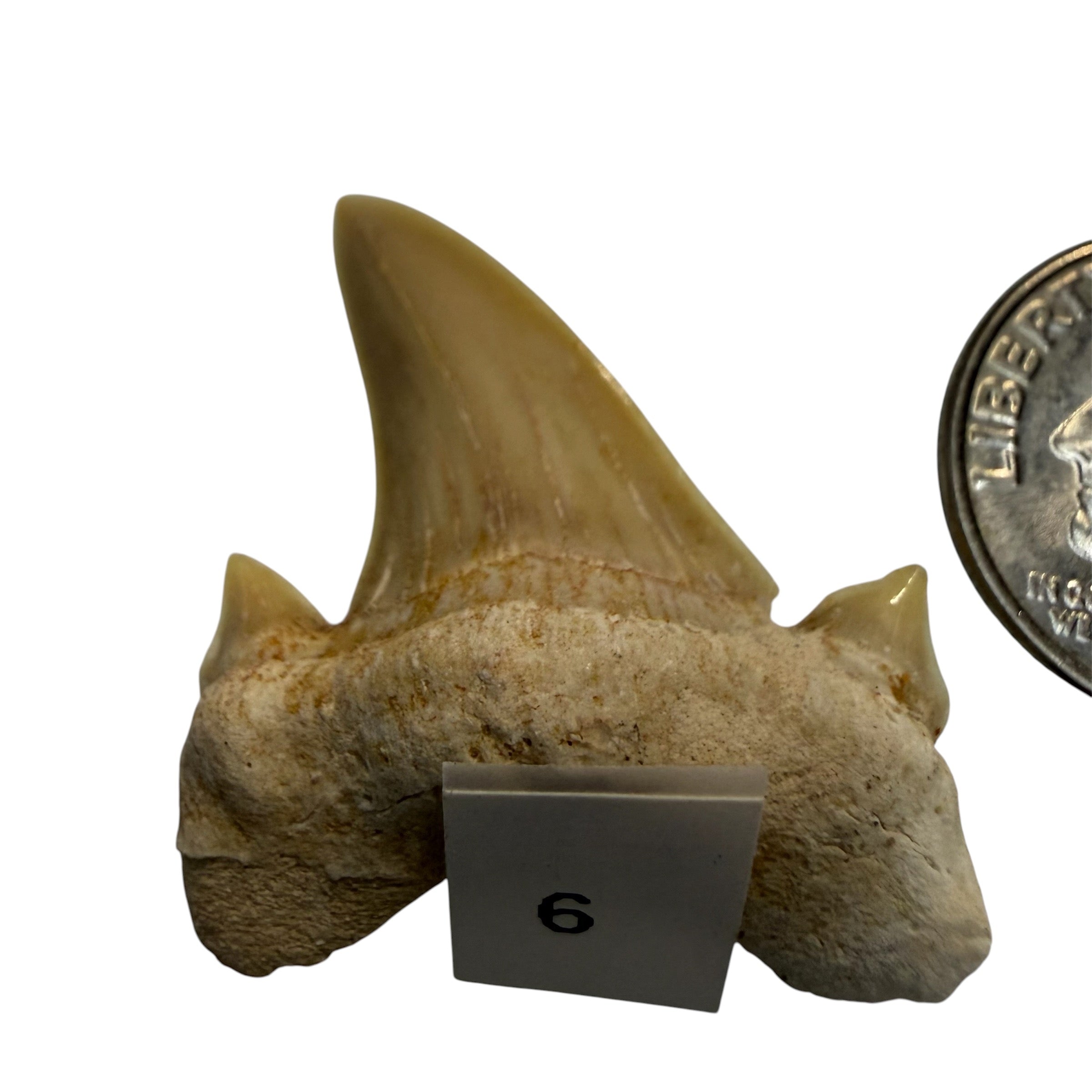 Moroccan Great White Shark teeth