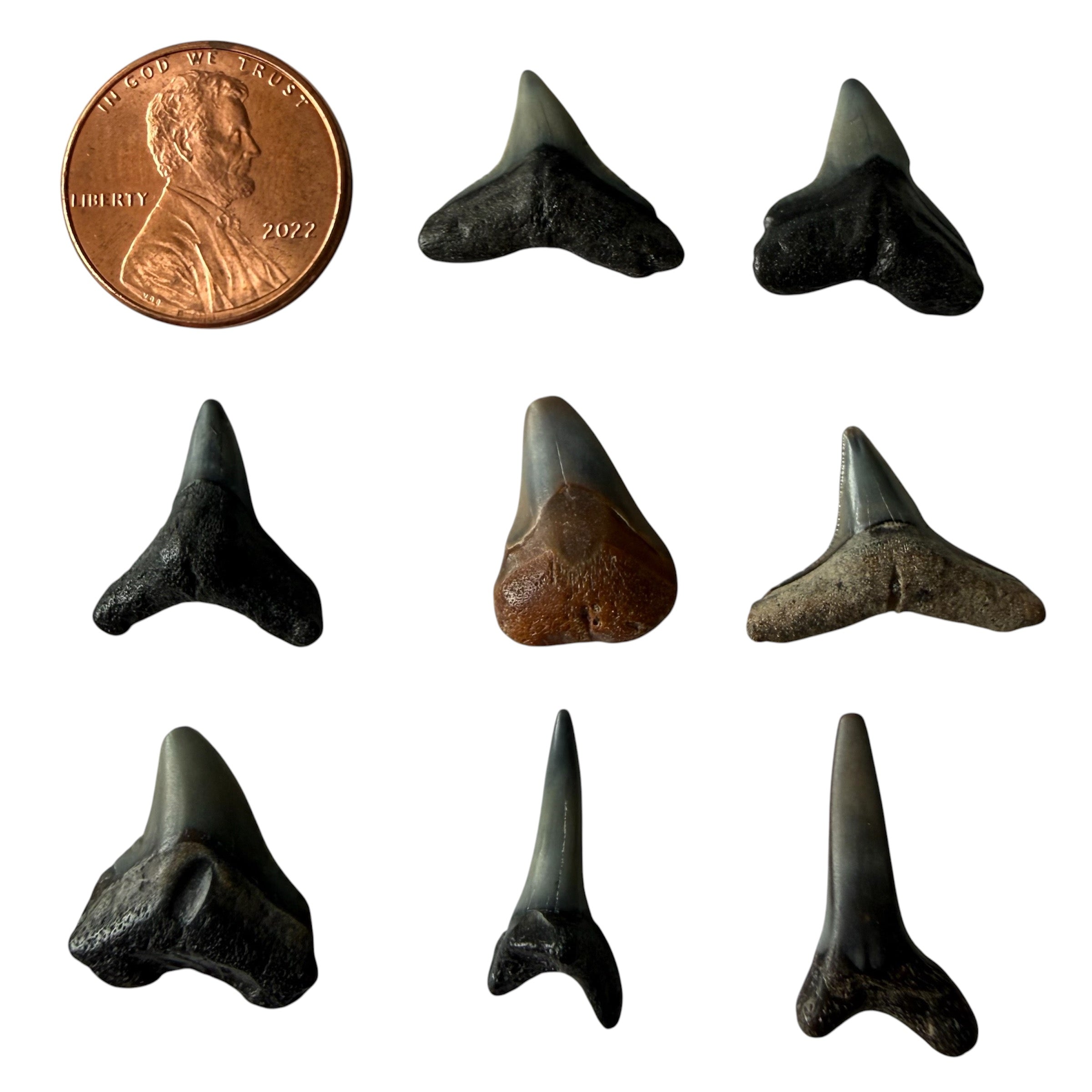 RANDOM Lucky Shark Tooth