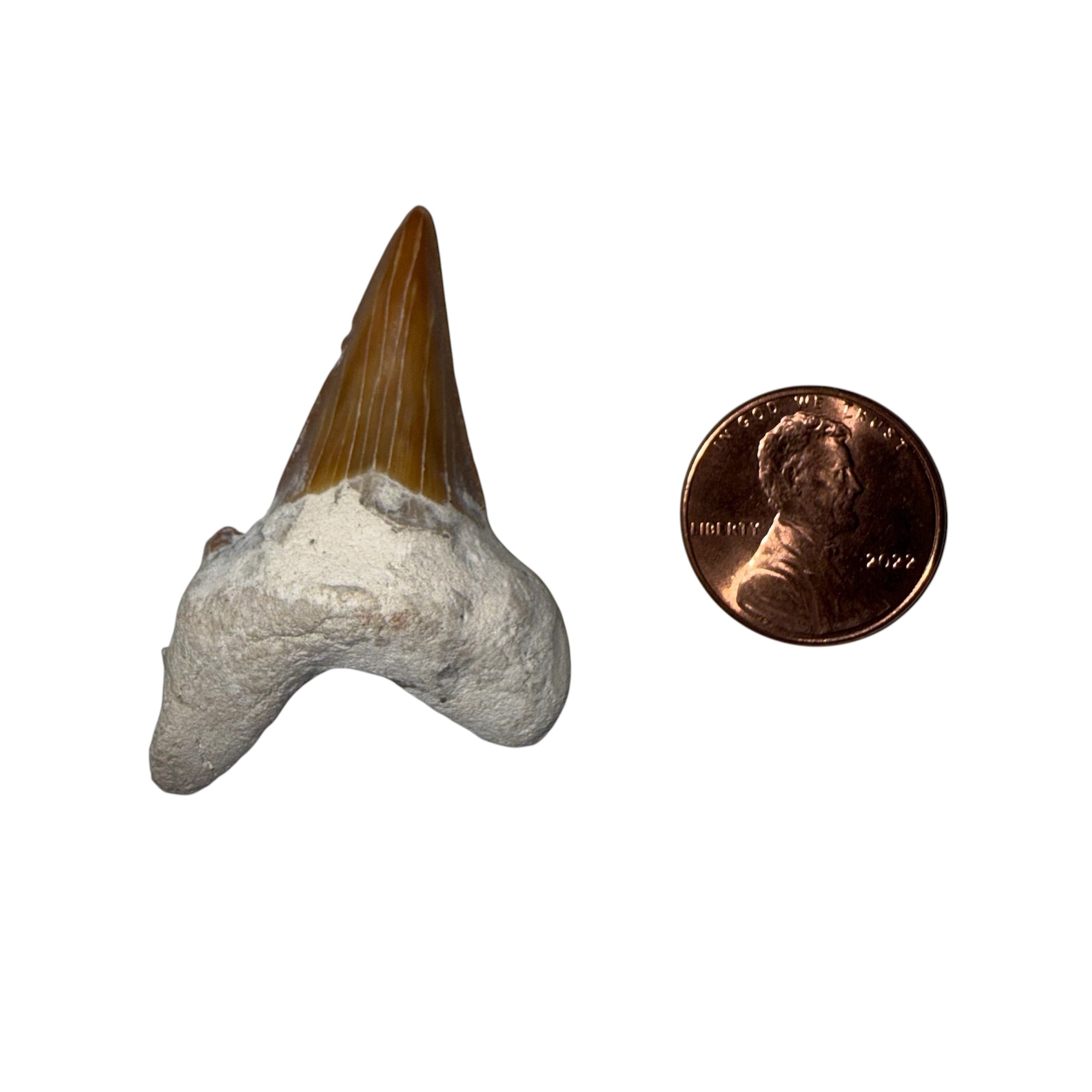 Moroccan Great White Shark tooth