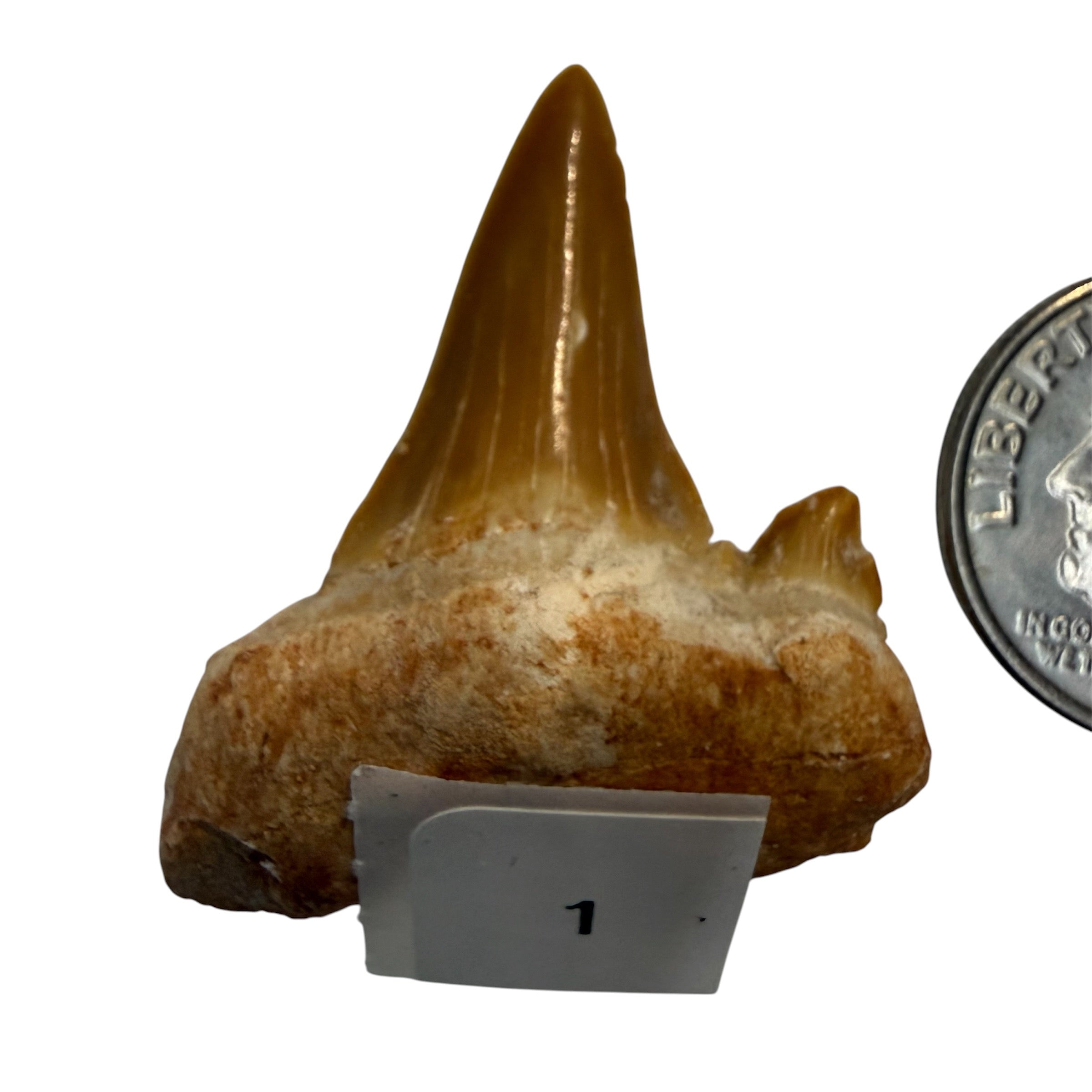 Moroccan Great White Shark teeth