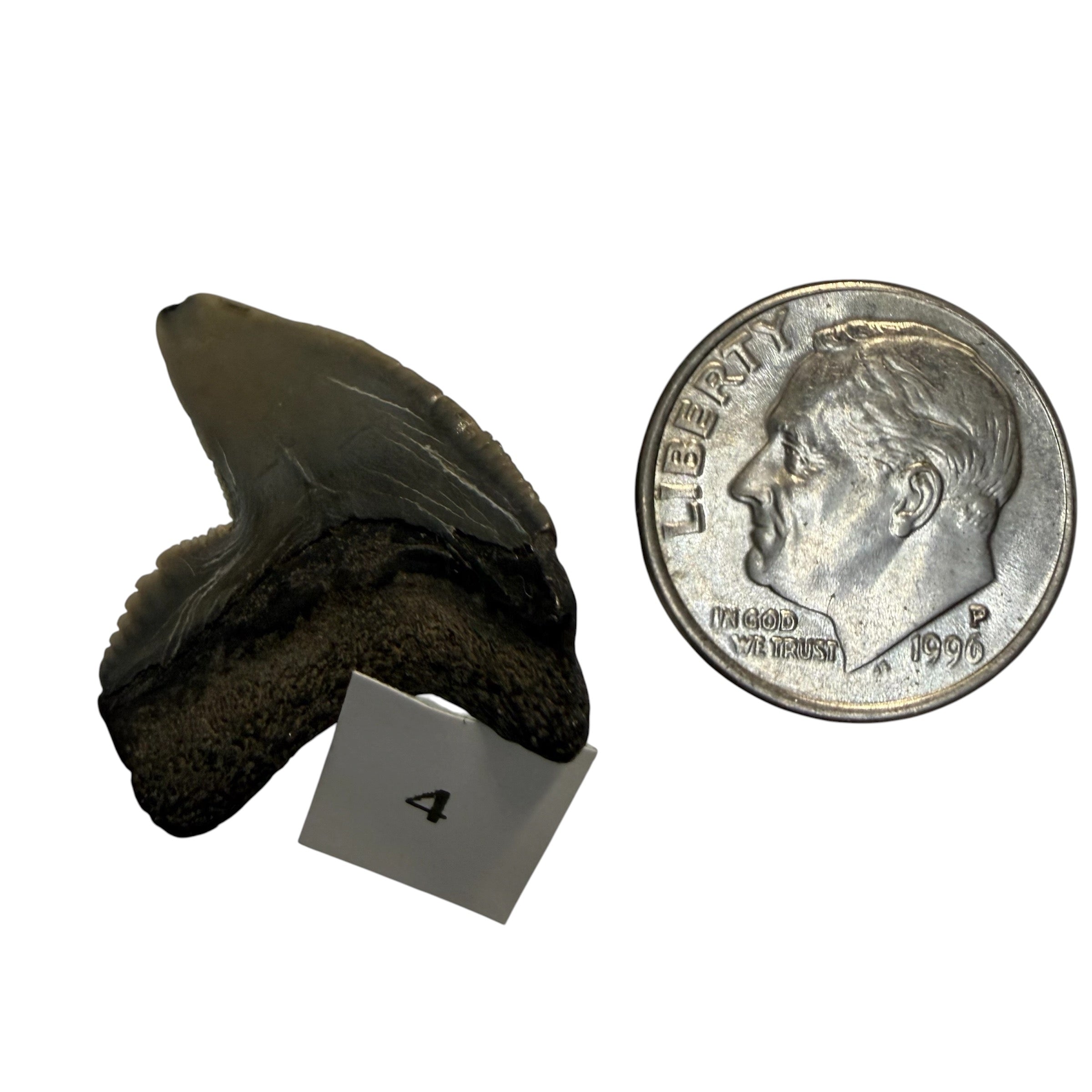 Tiger Shark Teeth