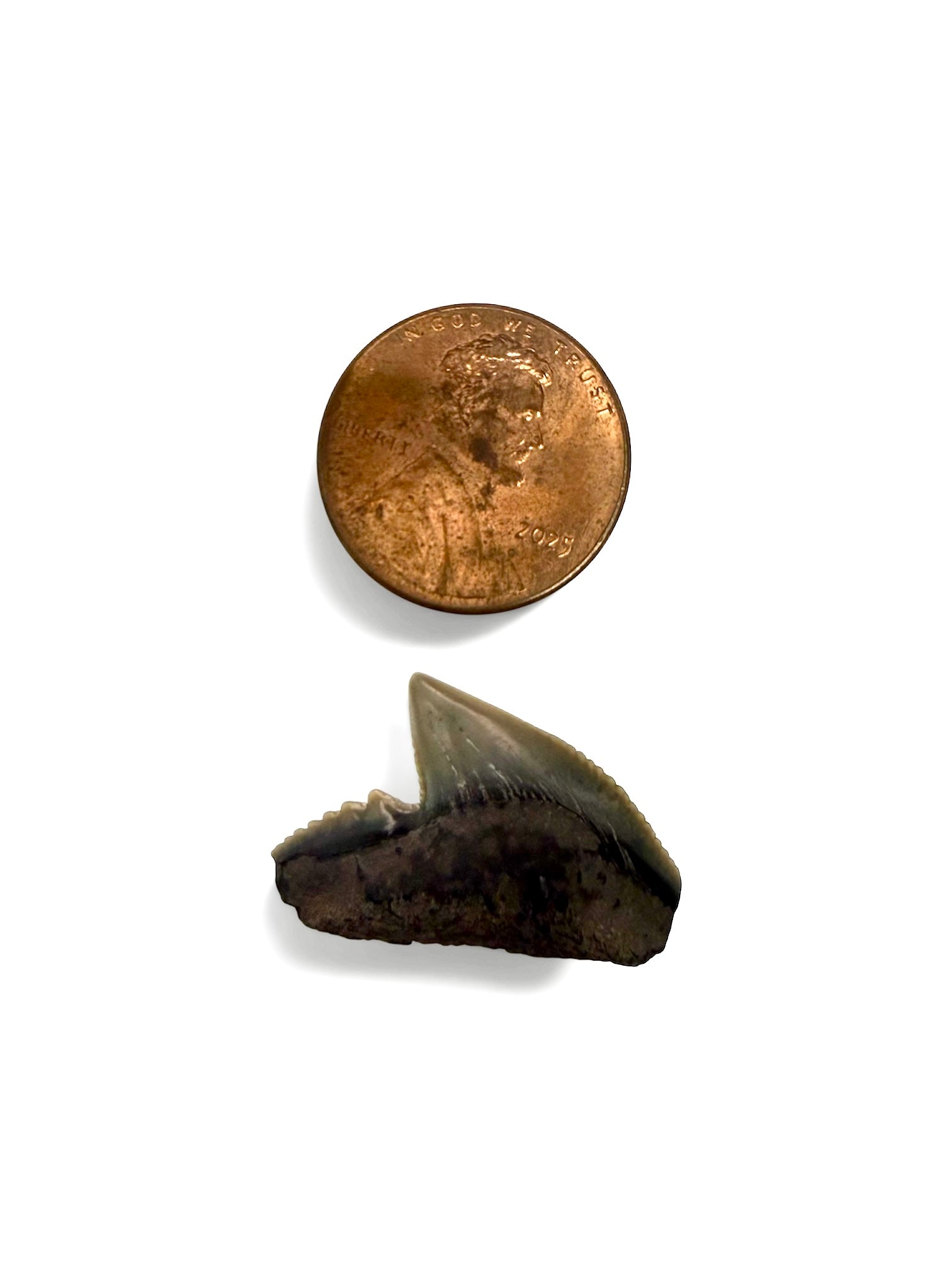Tiger Shark Teeth