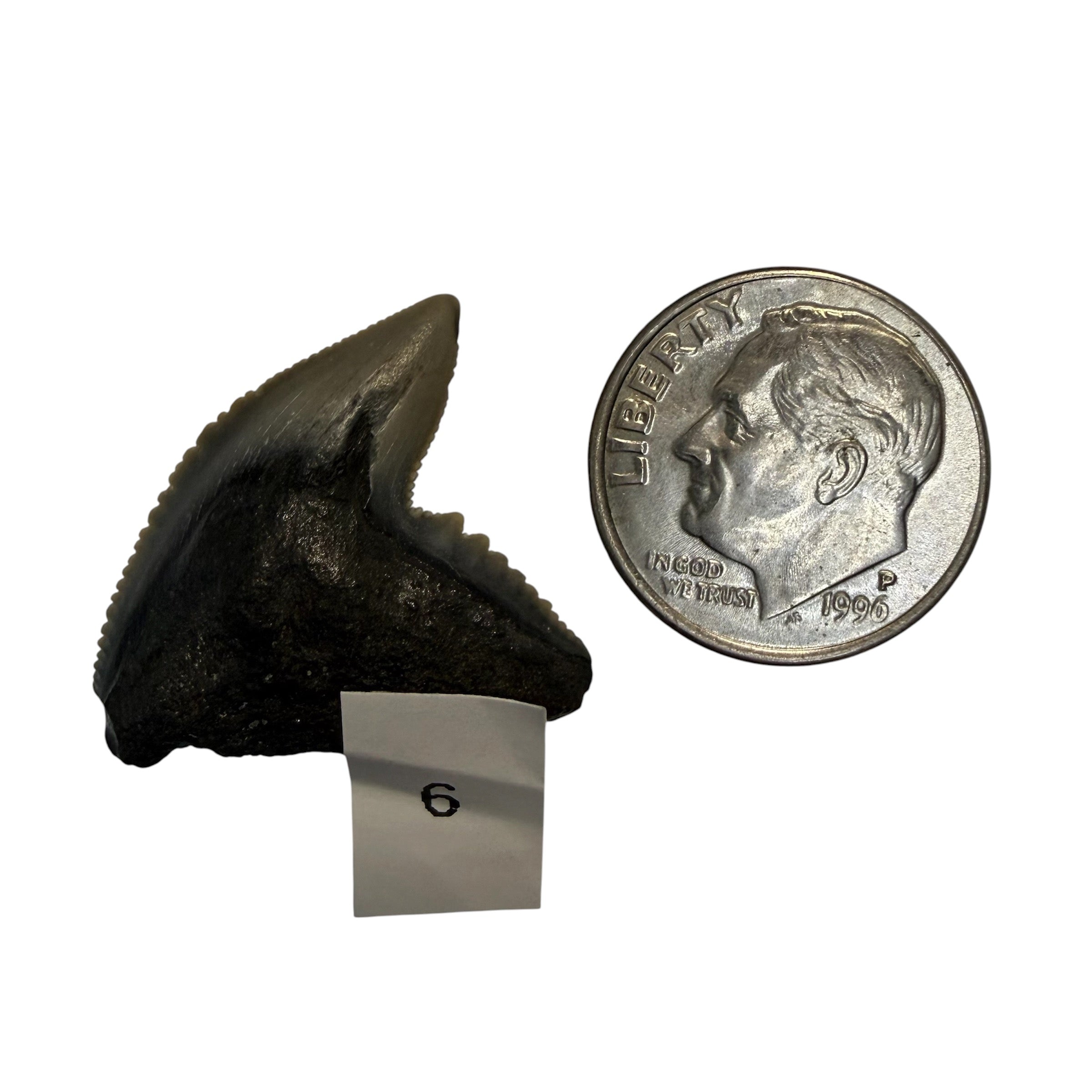 Tiger Shark Teeth