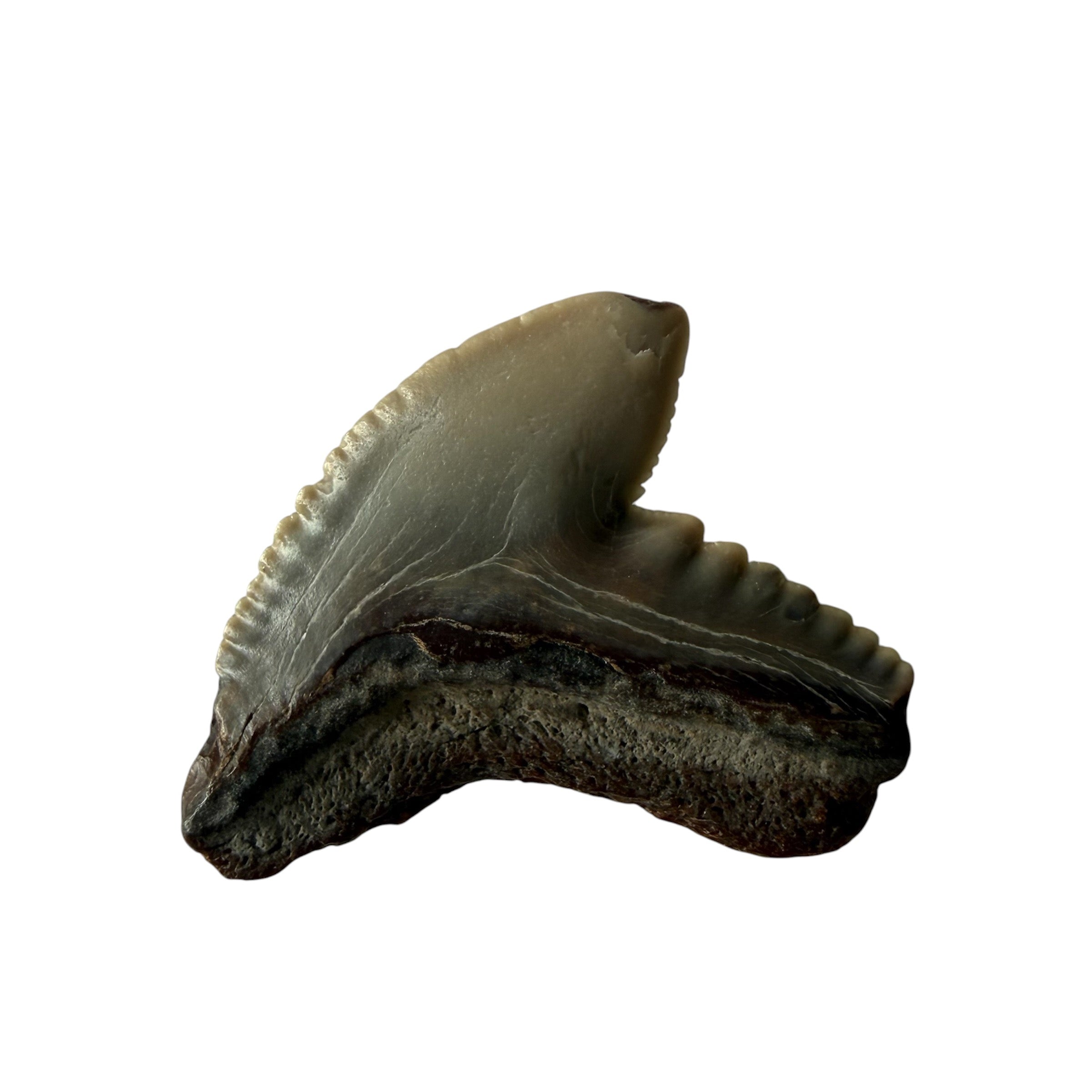 Random Tiger Shark Teeth