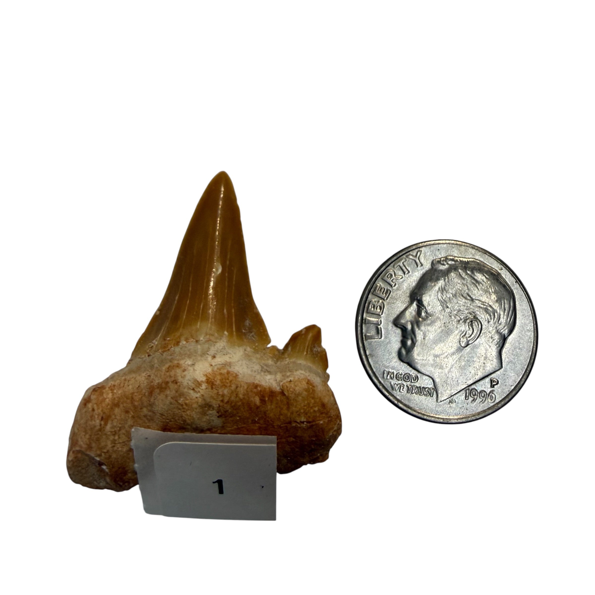 Moroccan Great White Shark teeth