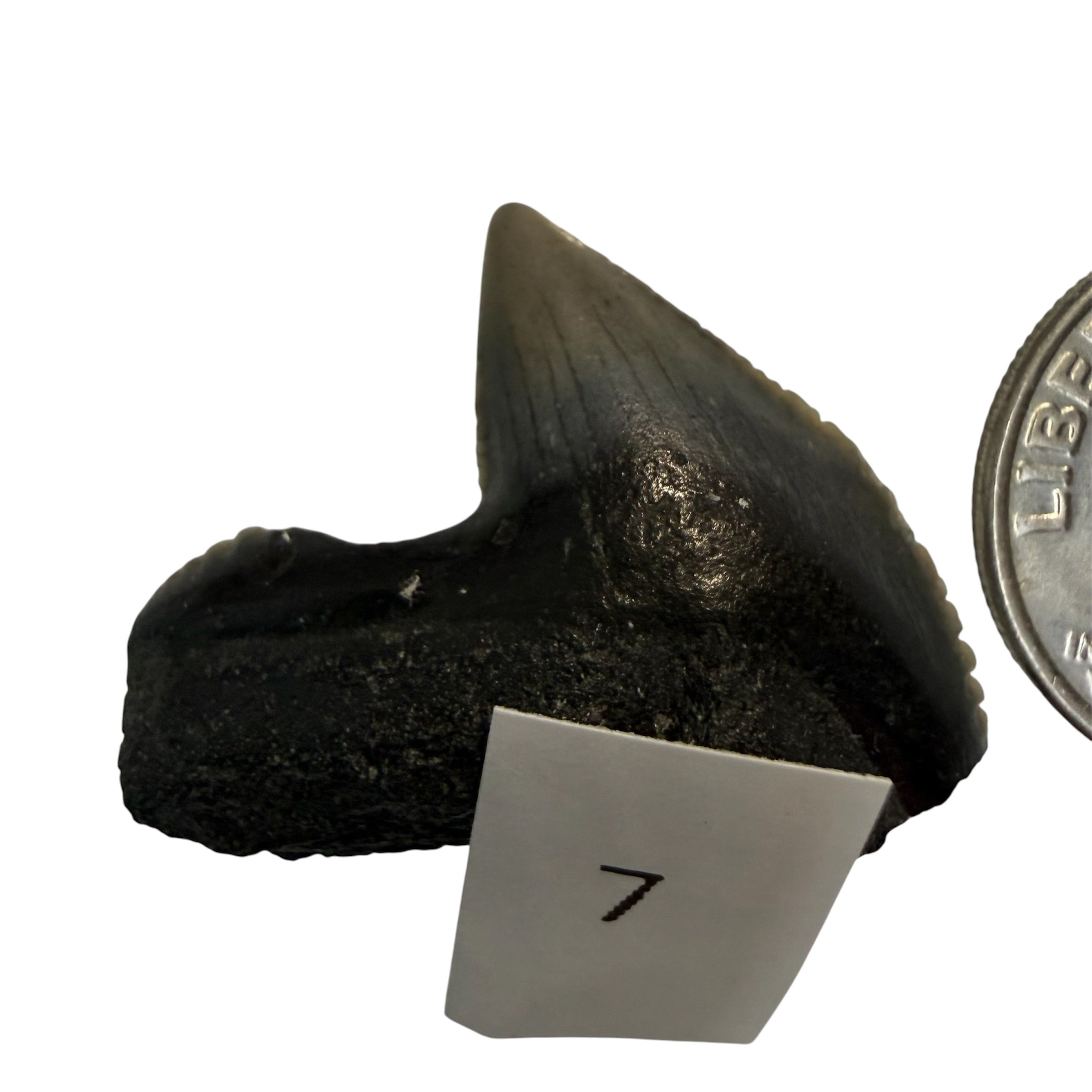 Tiger Shark Teeth