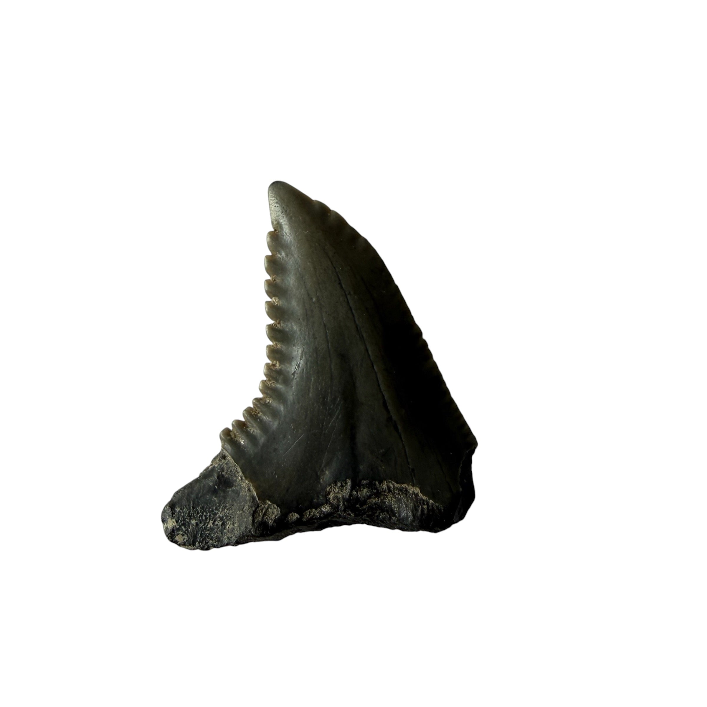Snaggletooth Shark Teeth