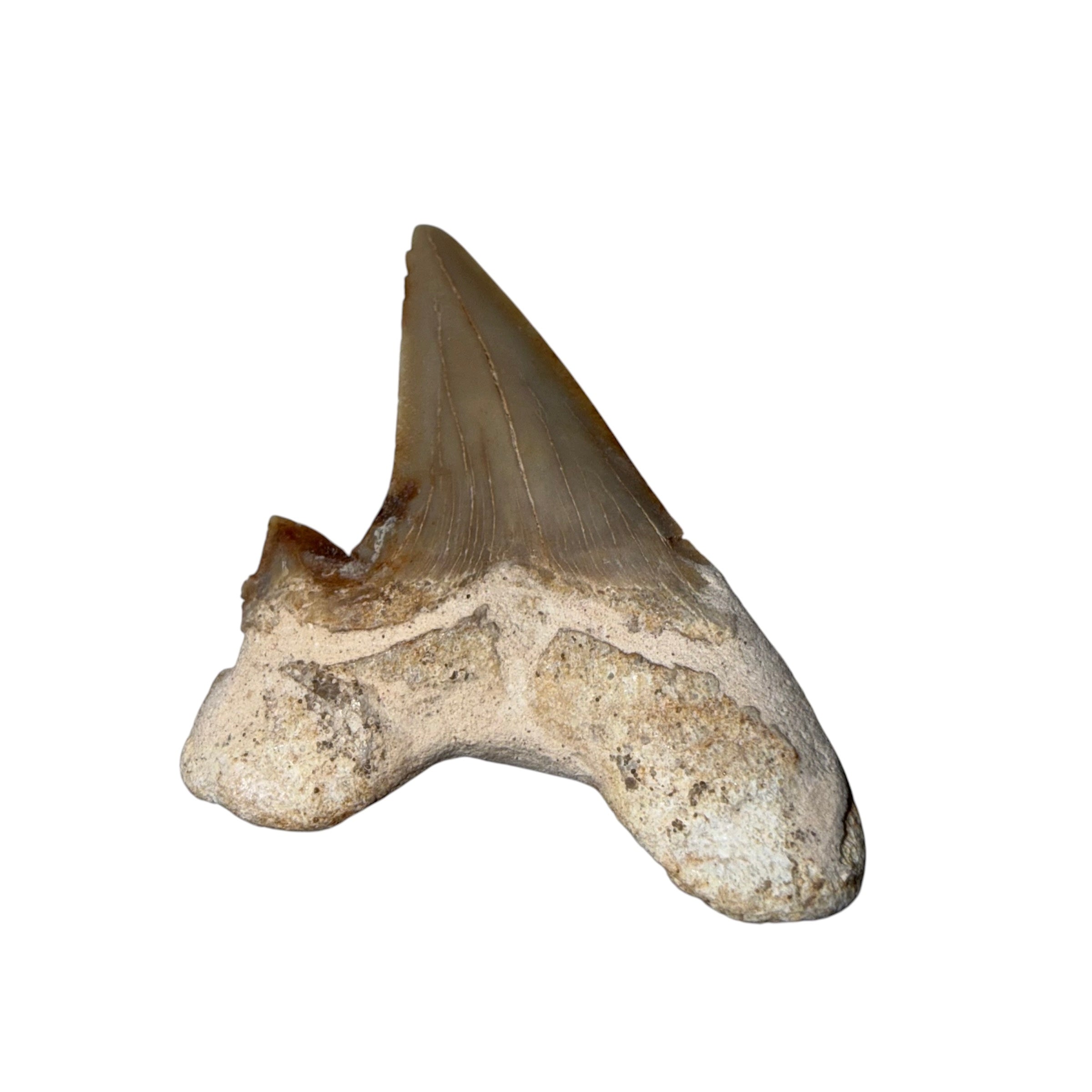 Moroccan Great White Shark tooth
