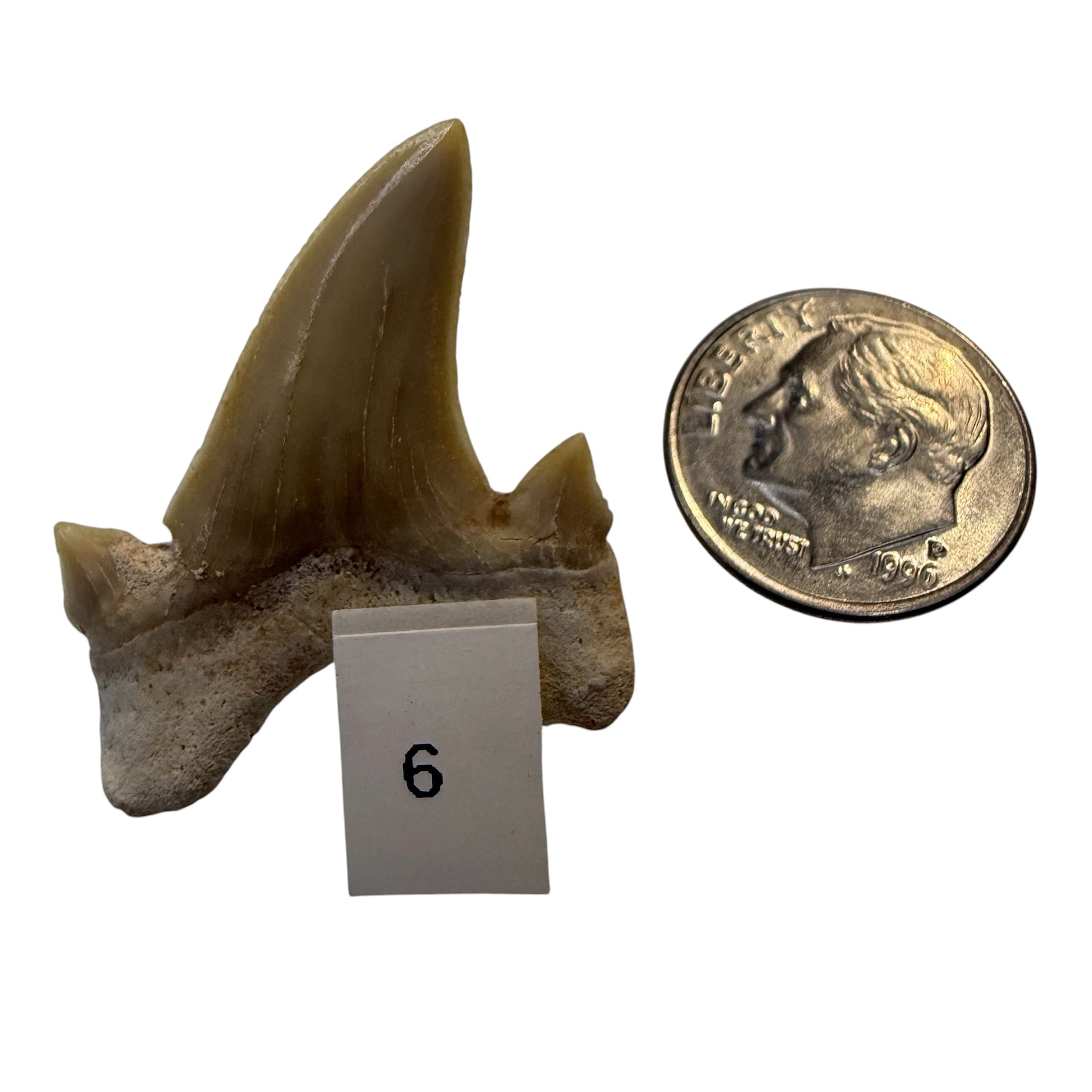 Moroccan Great White Shark teeth
