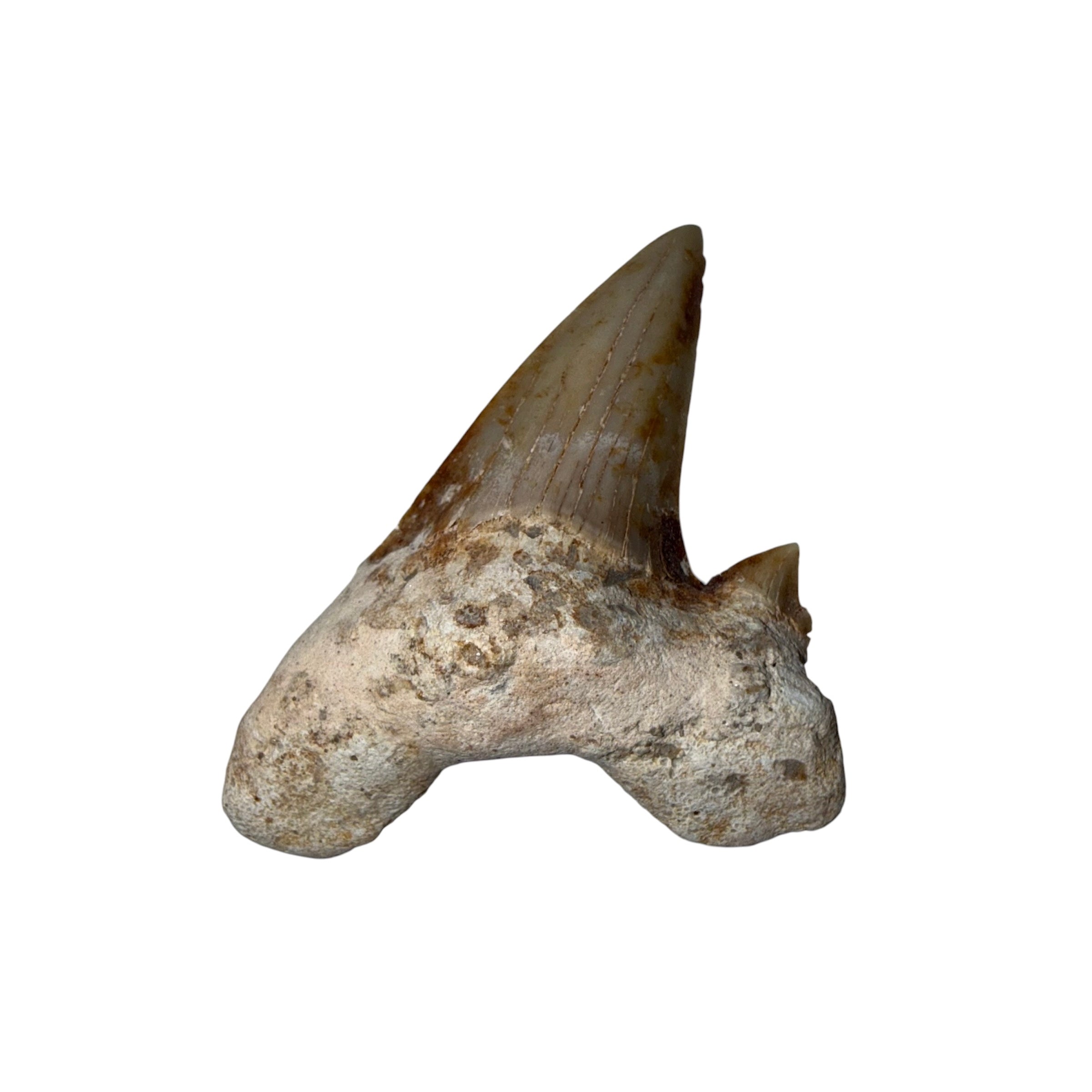 Moroccan Great White Shark tooth
