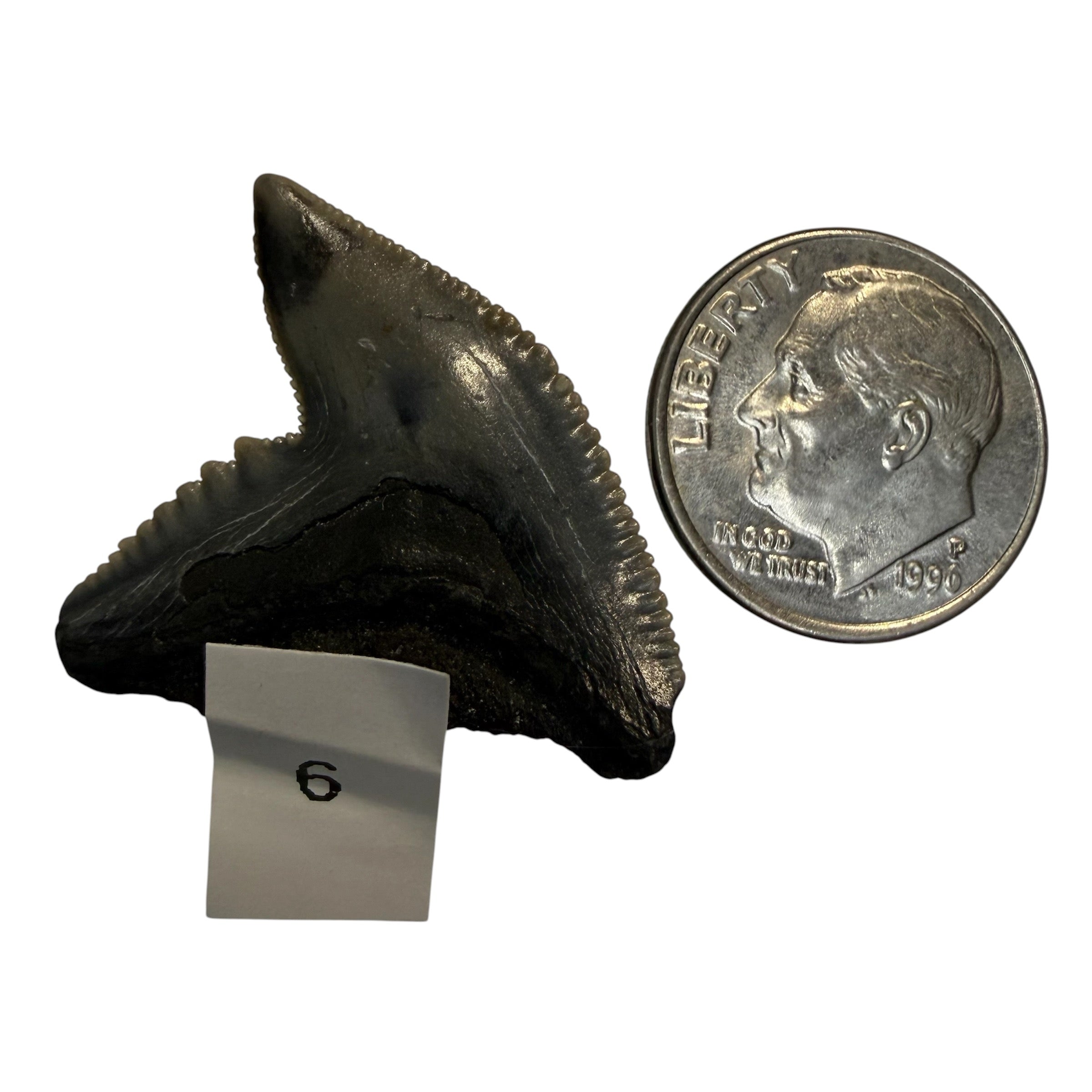 Tiger Shark Teeth