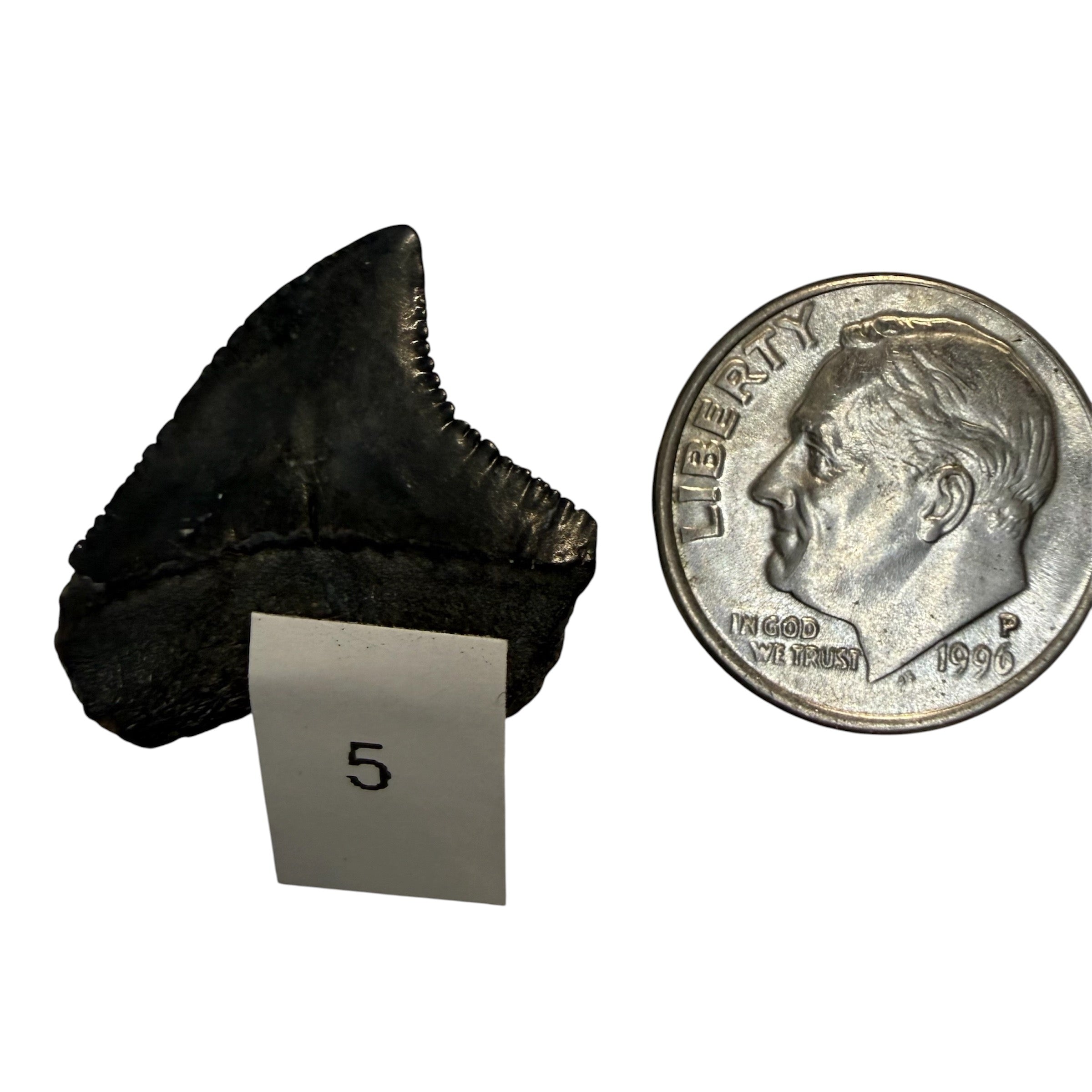 Tiger Shark Teeth