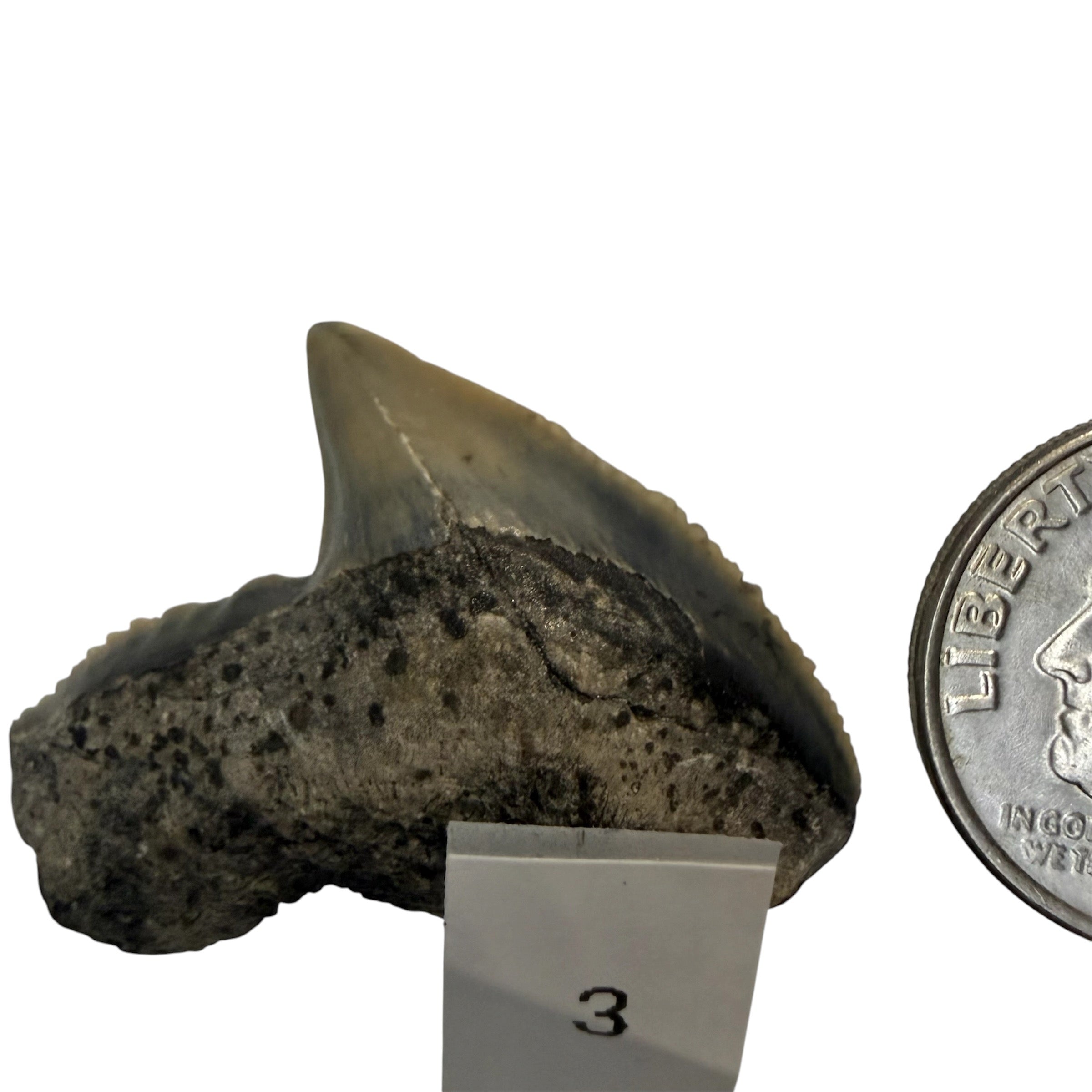 Tiger Shark Teeth