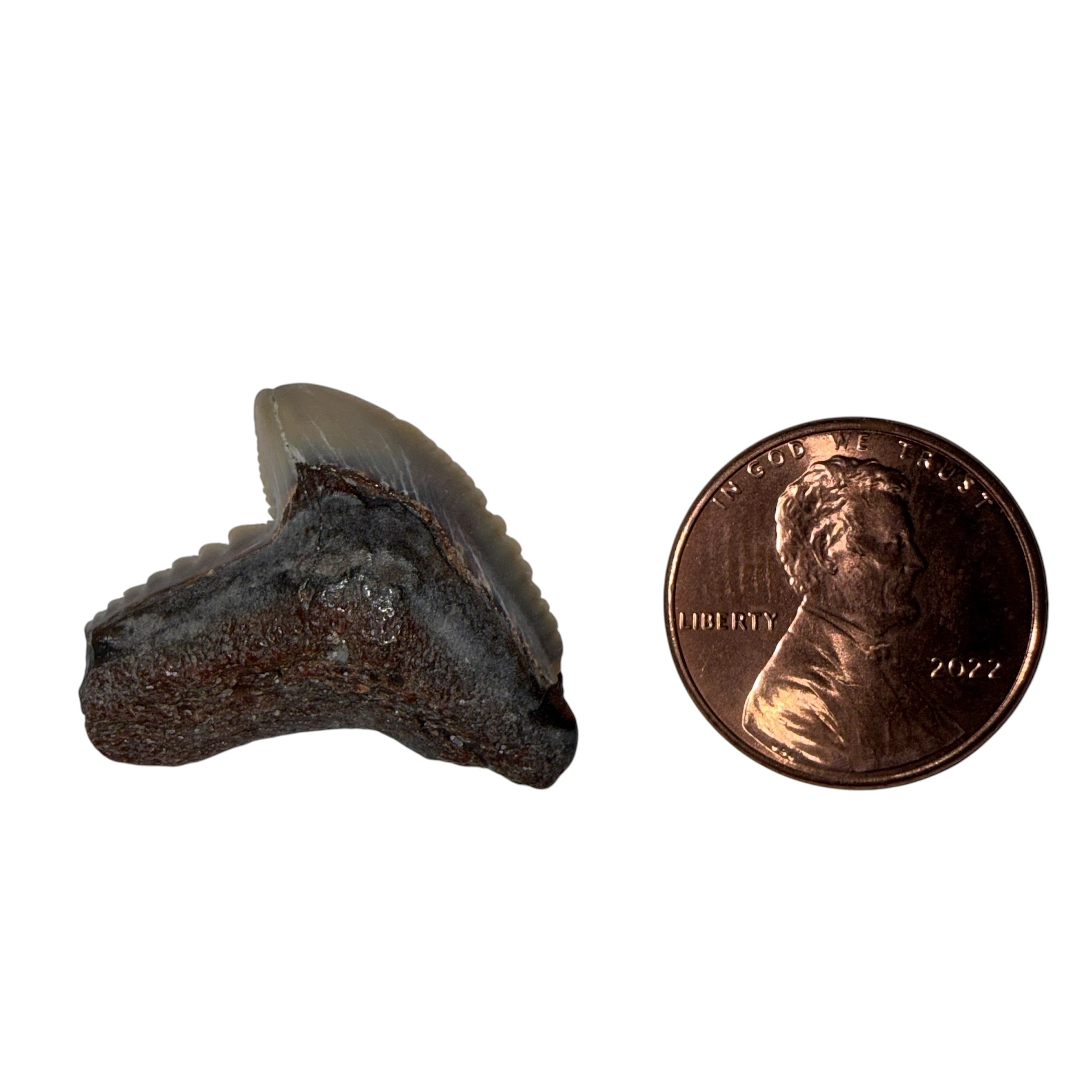 Random Tiger Shark Teeth