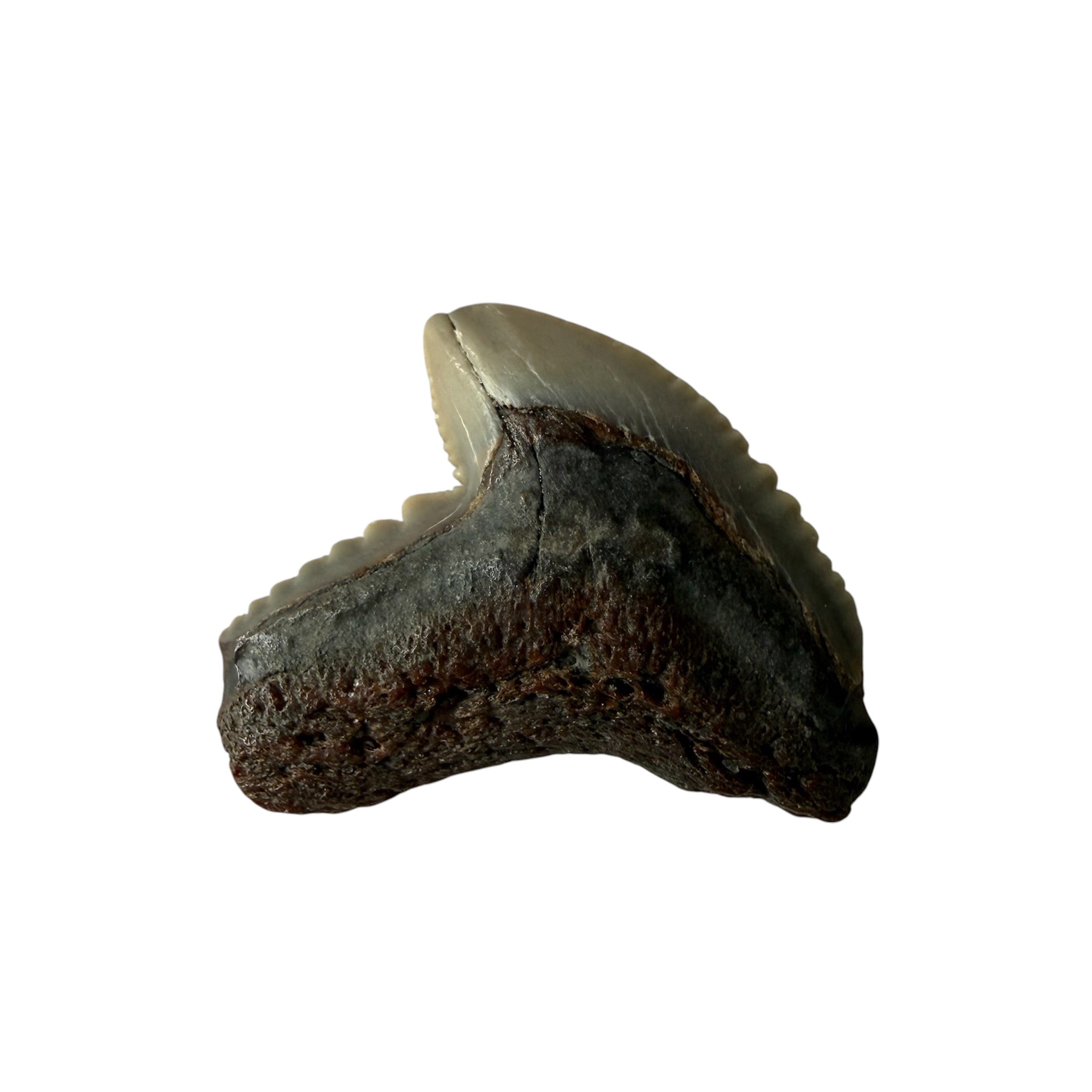 Random Tiger Shark Teeth