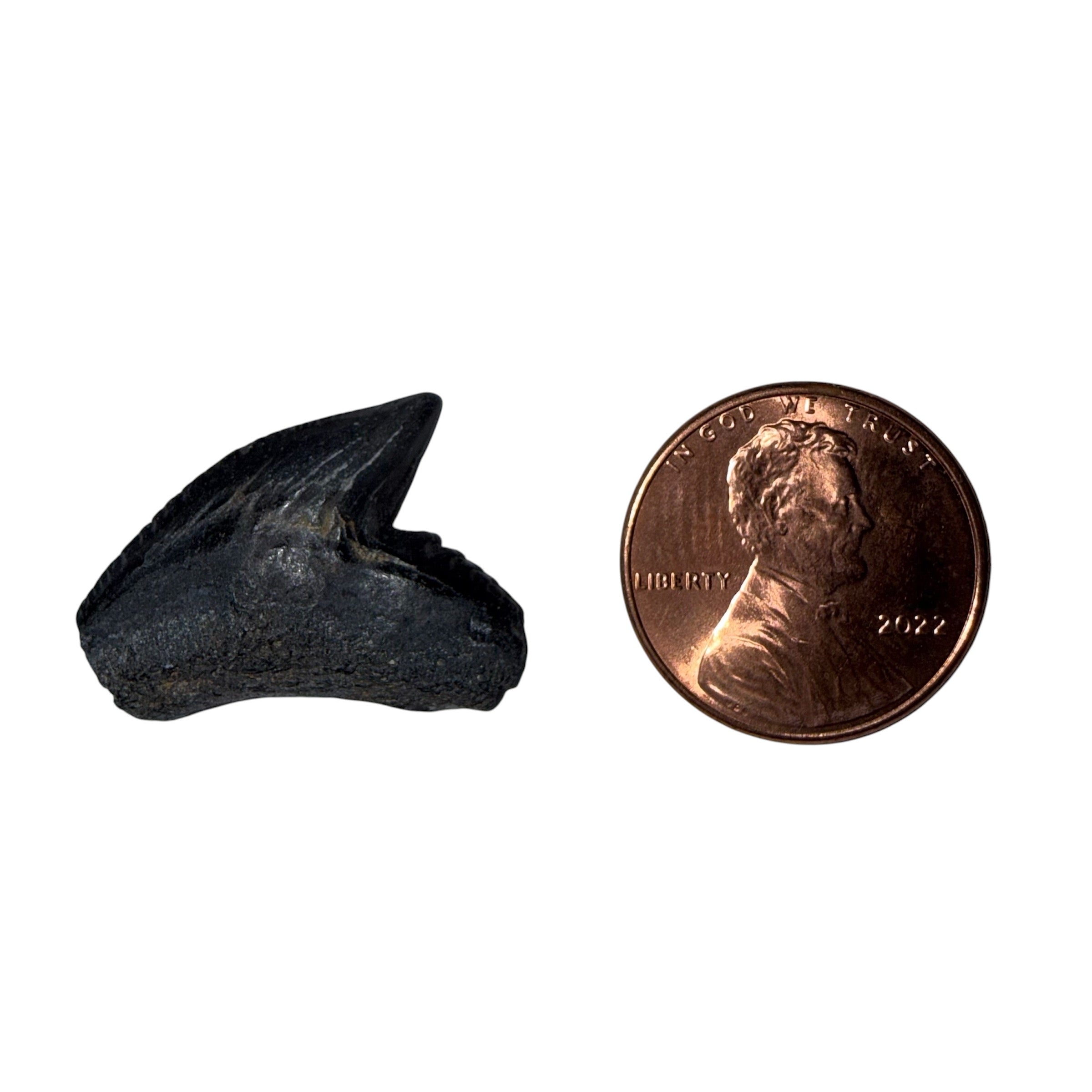Random Tiger Shark Teeth