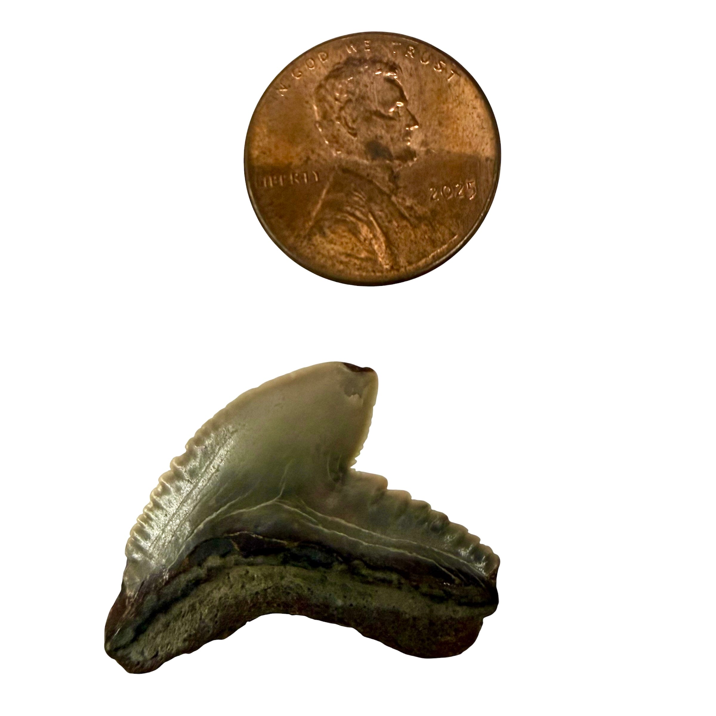 Tiger Shark Teeth