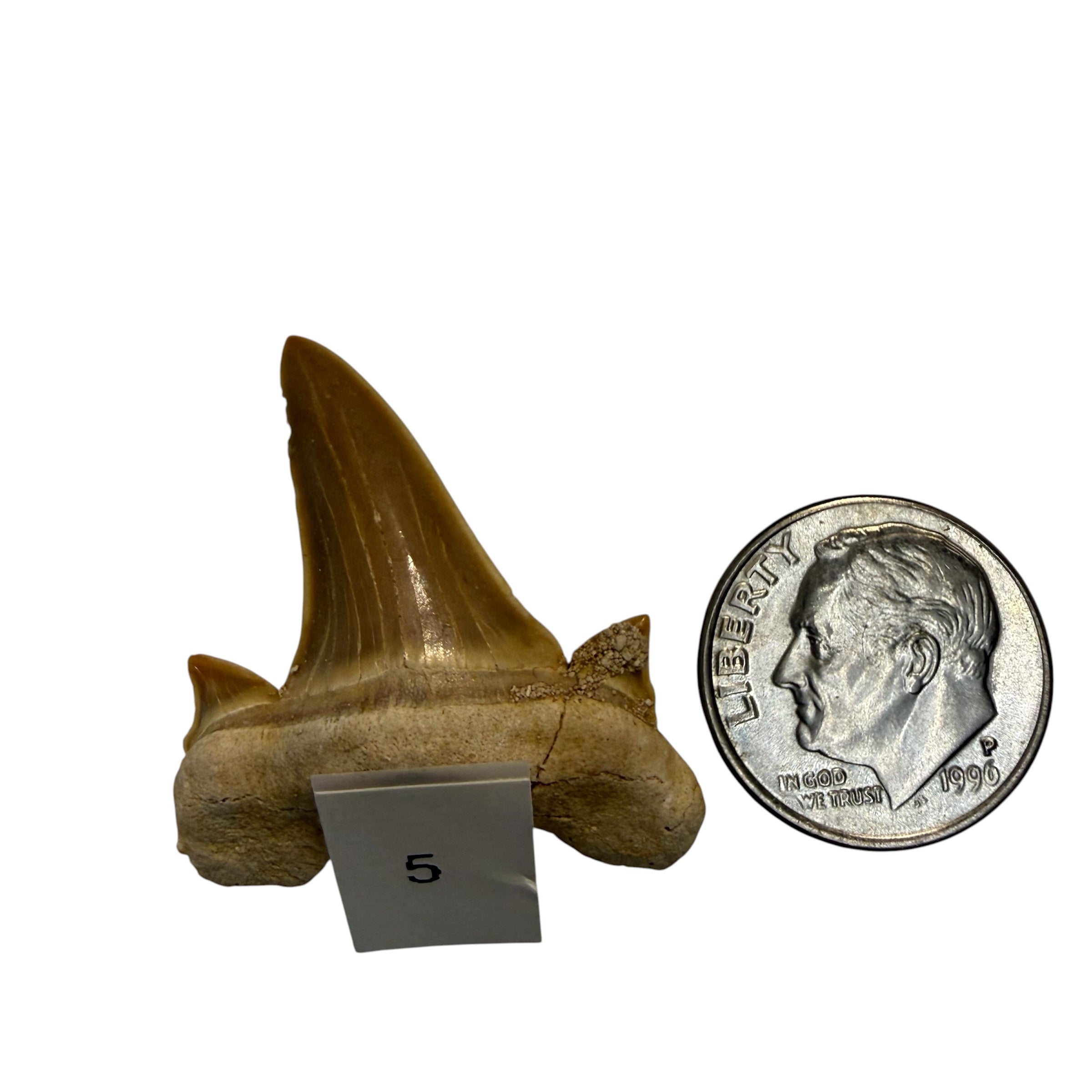 Moroccan Great White Shark teeth