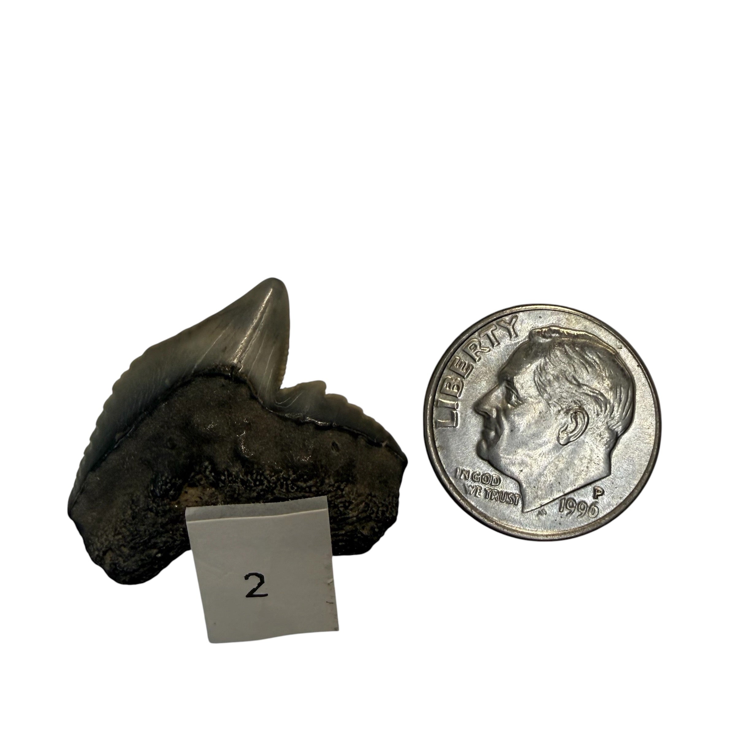 Tiger Shark Teeth
