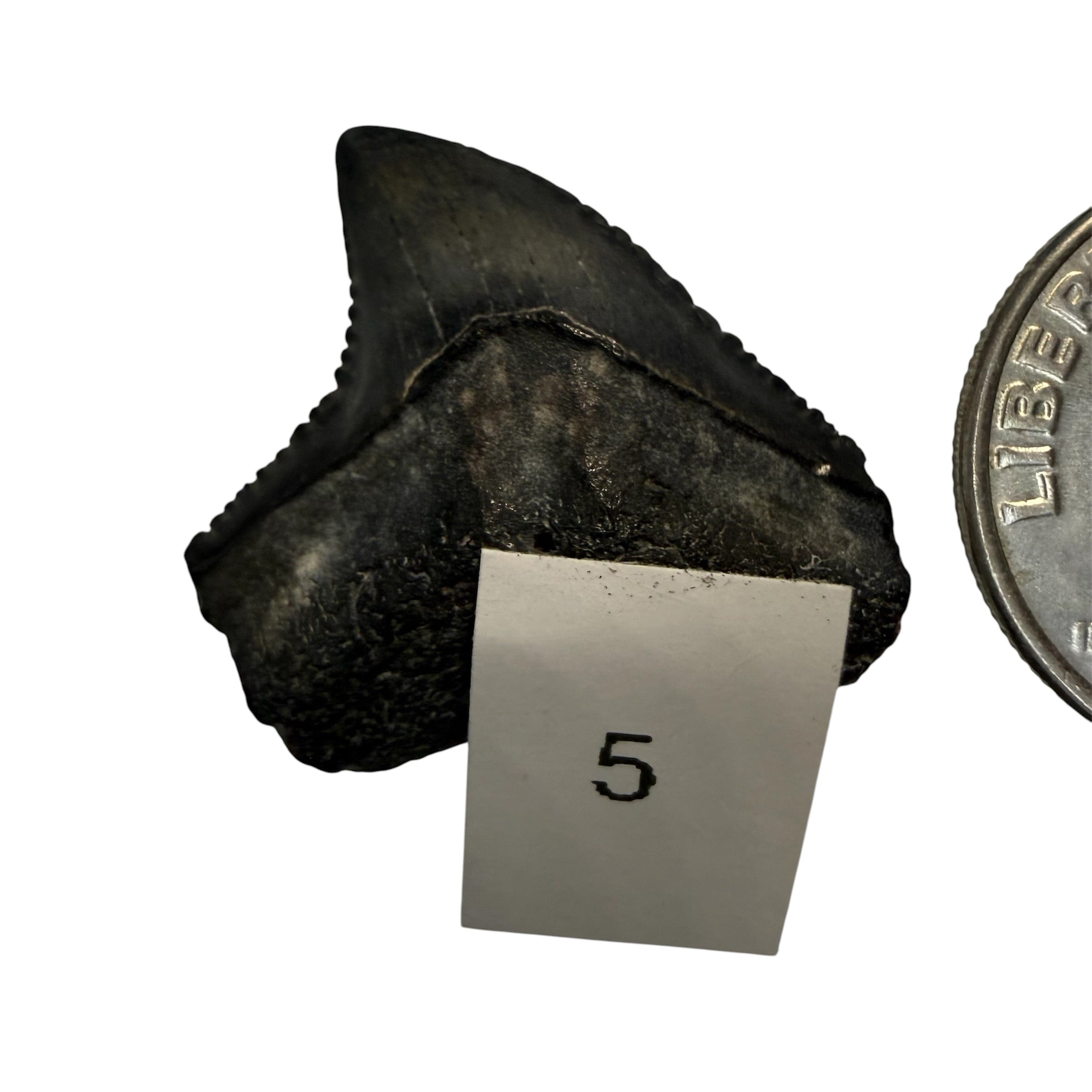 Tiger Shark Teeth