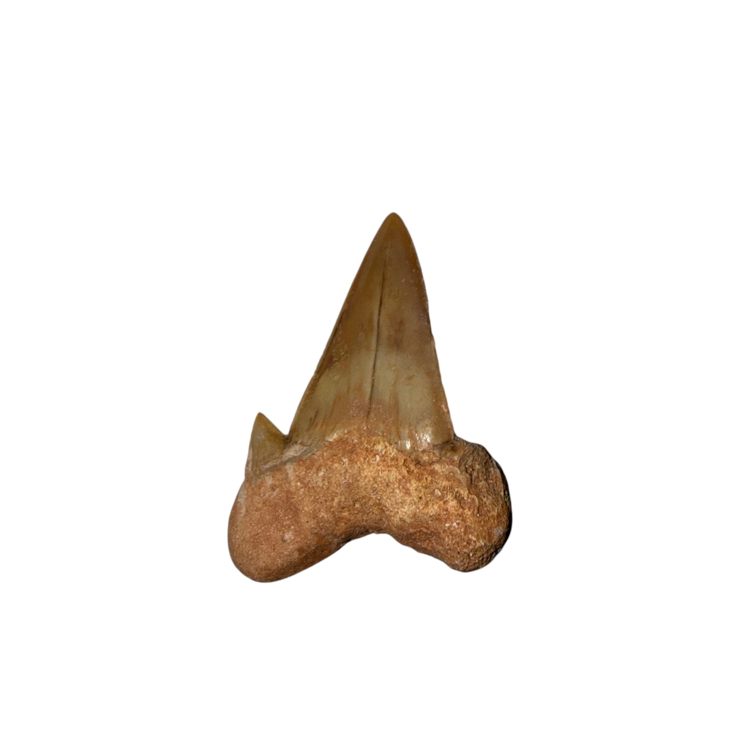 Moroccan Great White Shark tooth