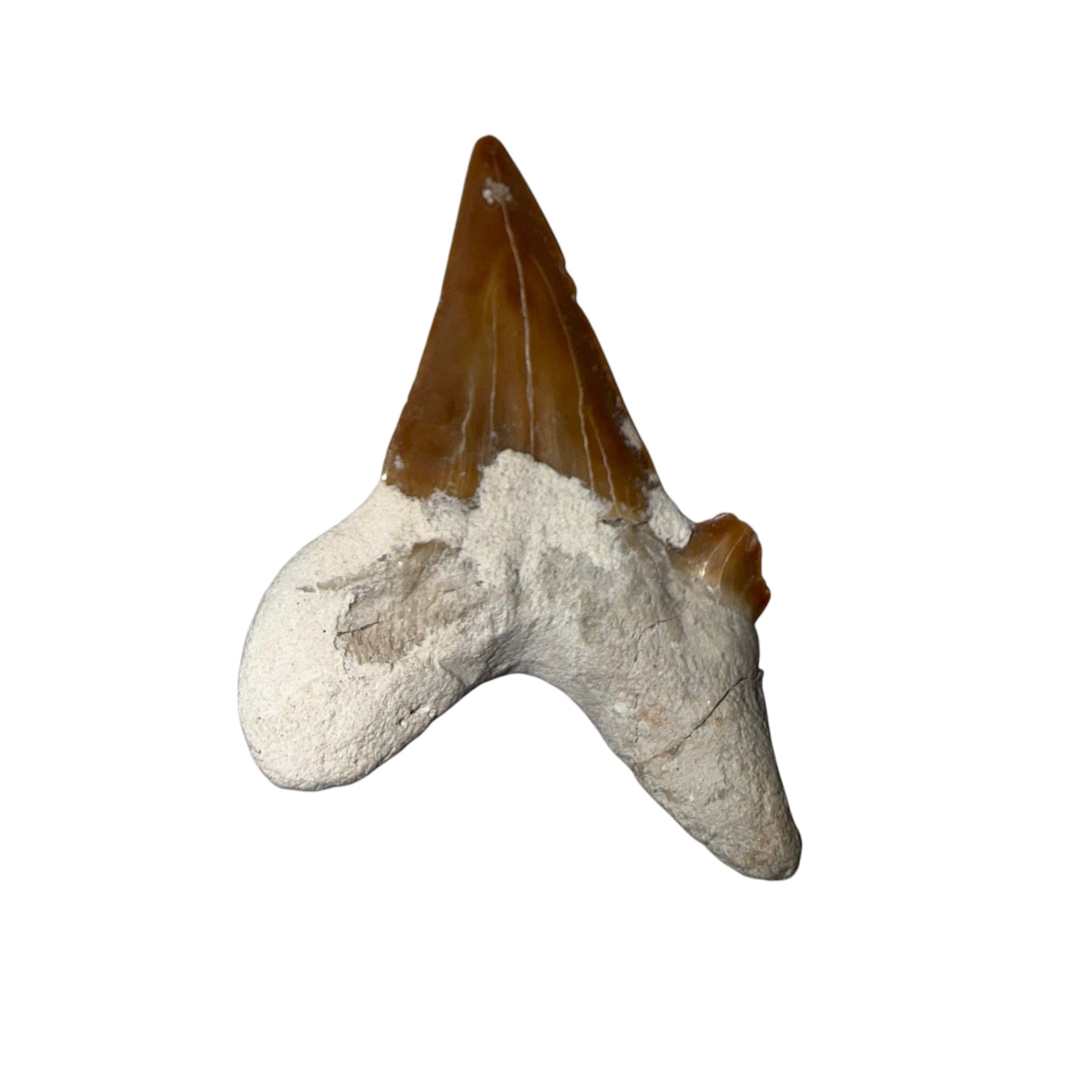 Moroccan Great White Shark tooth